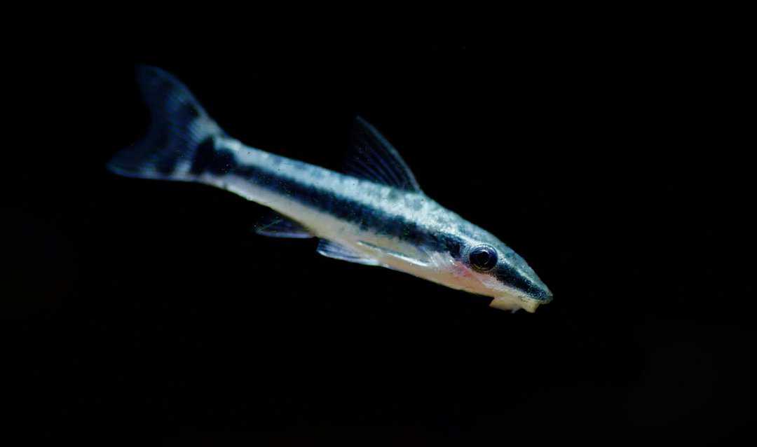 Otocinclus affinis - Ohrgitter-Harnischwels – Bild 2