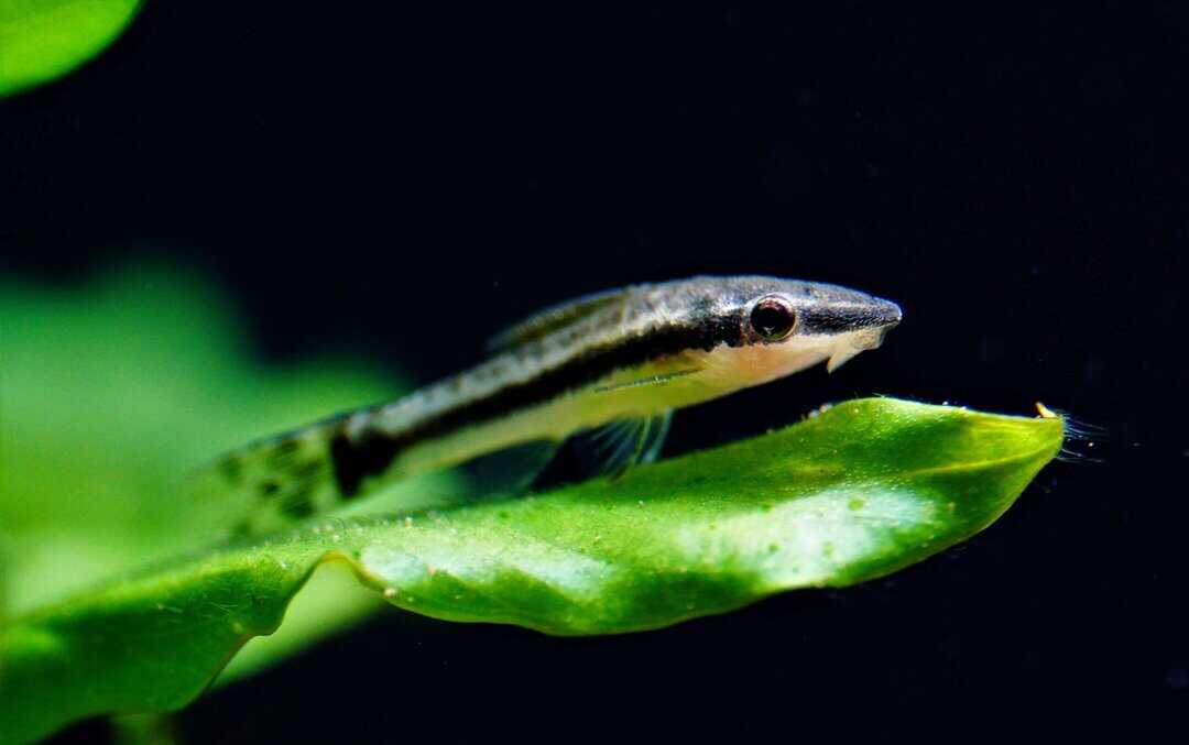 Otocinclus affinis - Ohrgitter-Harnischwels – Bild 3