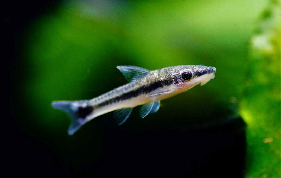 Otocinclus affinis - Ohrgitter-Harnischwels