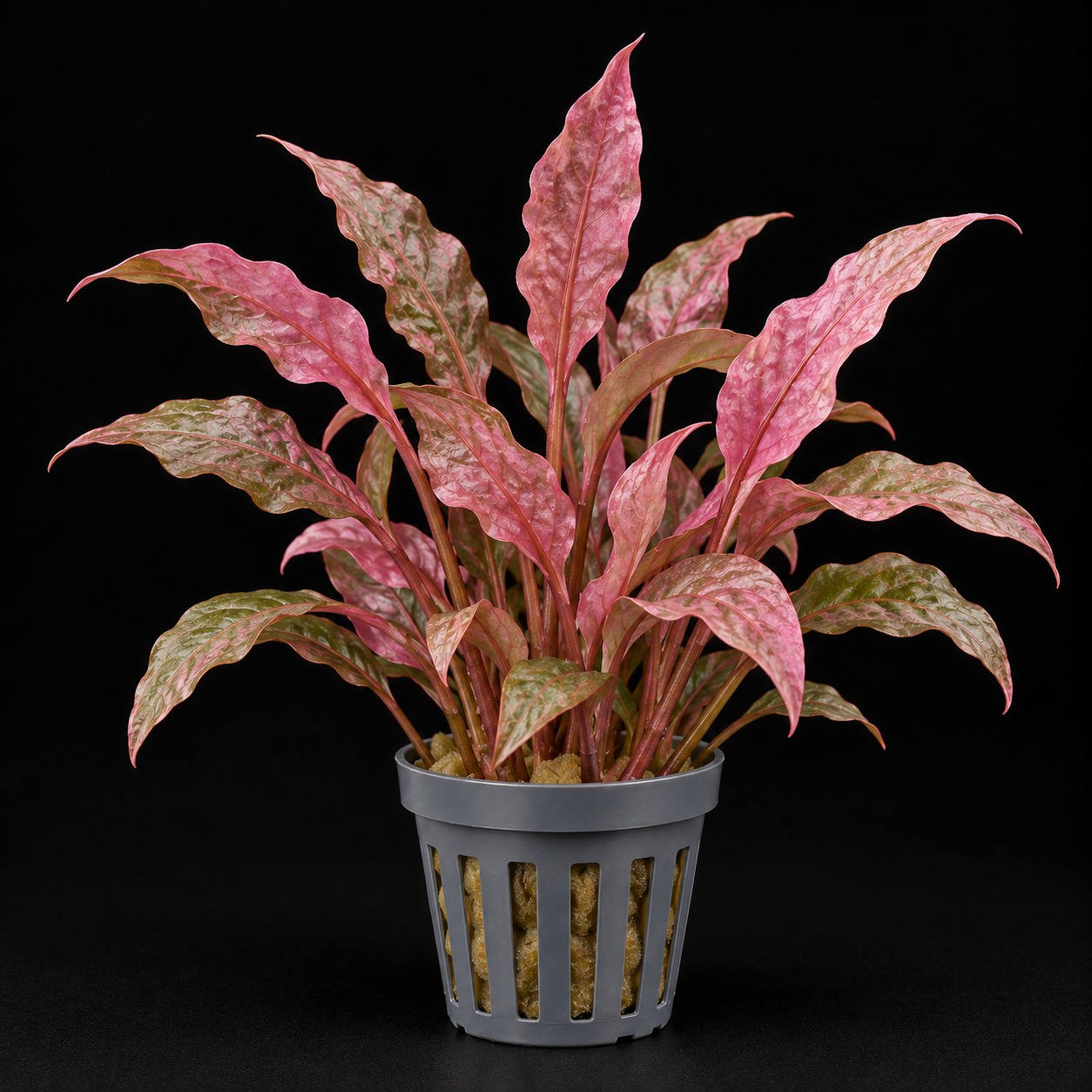 Cryptocoryne wendtii Flamingo
