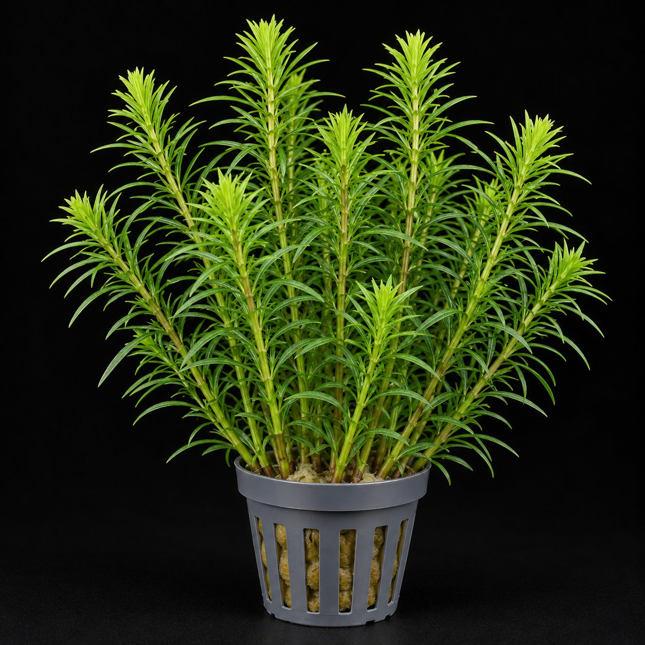 Pogostemon deccanensis