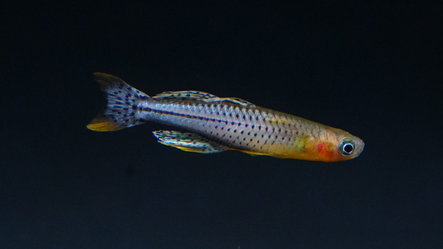Pseudomugil Gertrudae - Gepunktetes Blauauge