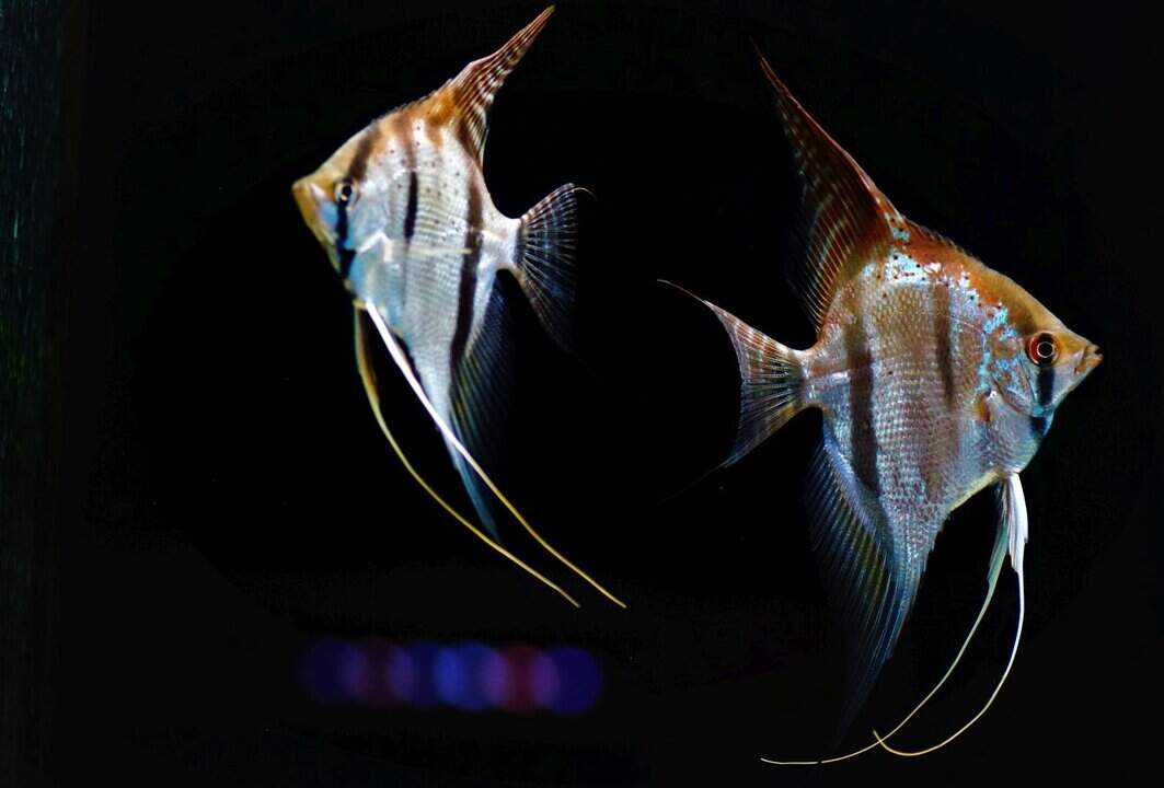 Pterophyllum Scalare "Santa Isabel" - Santa Isabel Skalar