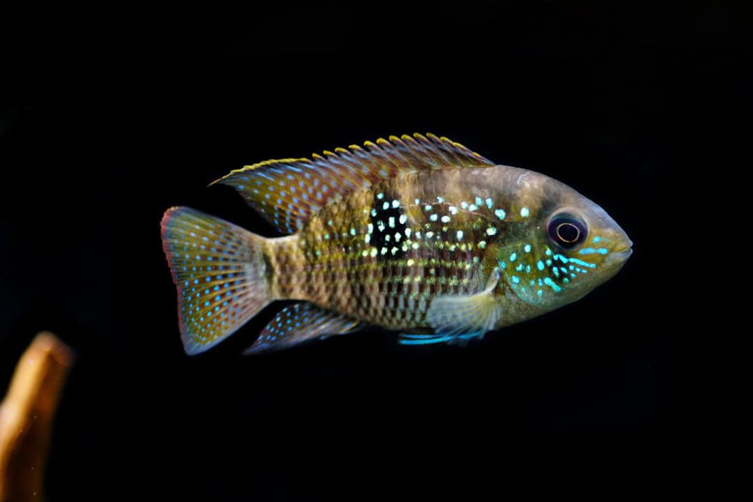 Andinoacara pulcher - Blaupunktbuntbarsch
