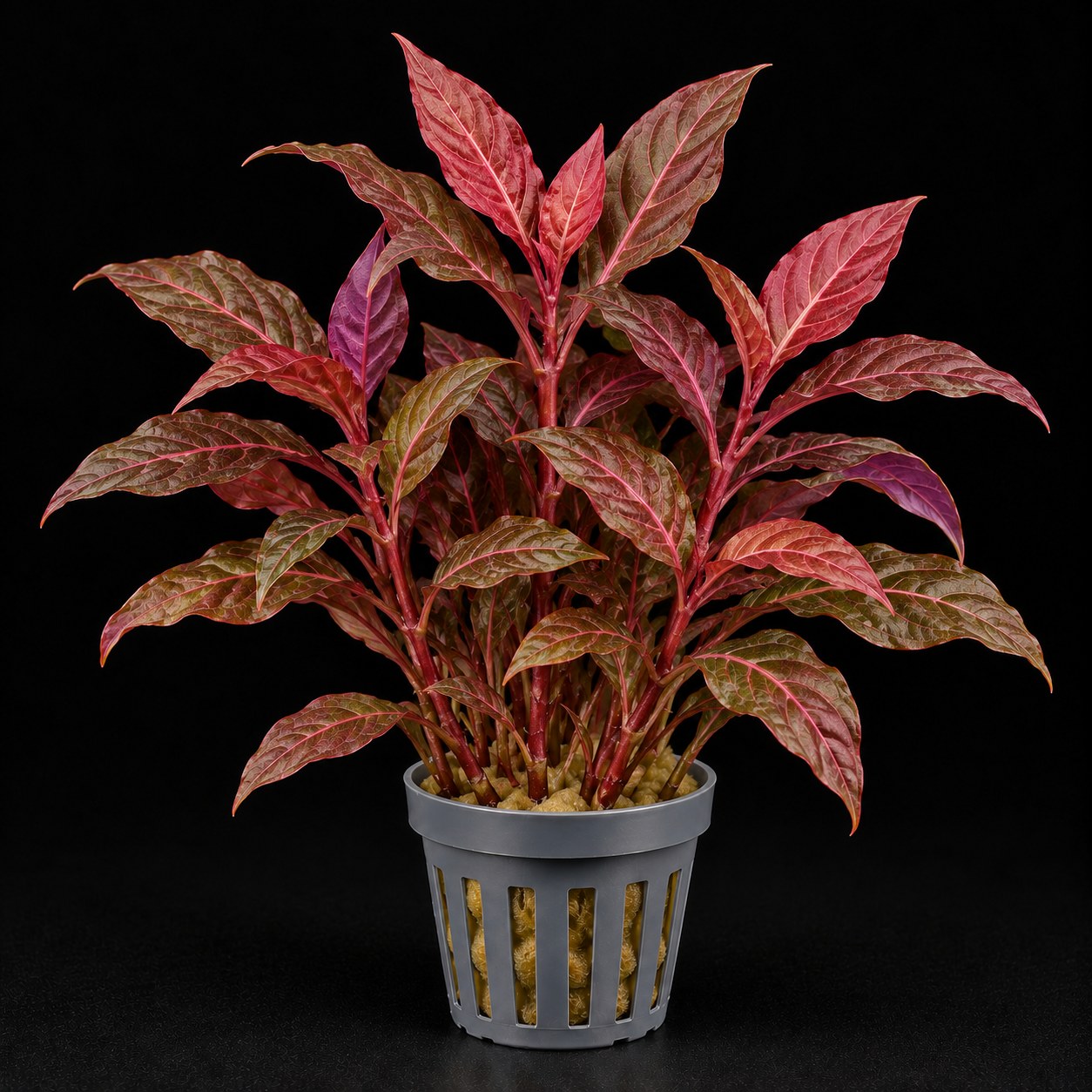 Alternanthera reineckii