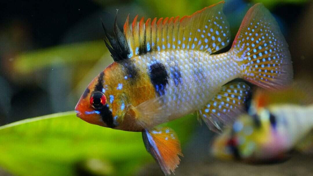 Mikrogeophagus Ramirezi - Schmetterlingsbuntbarsch wild