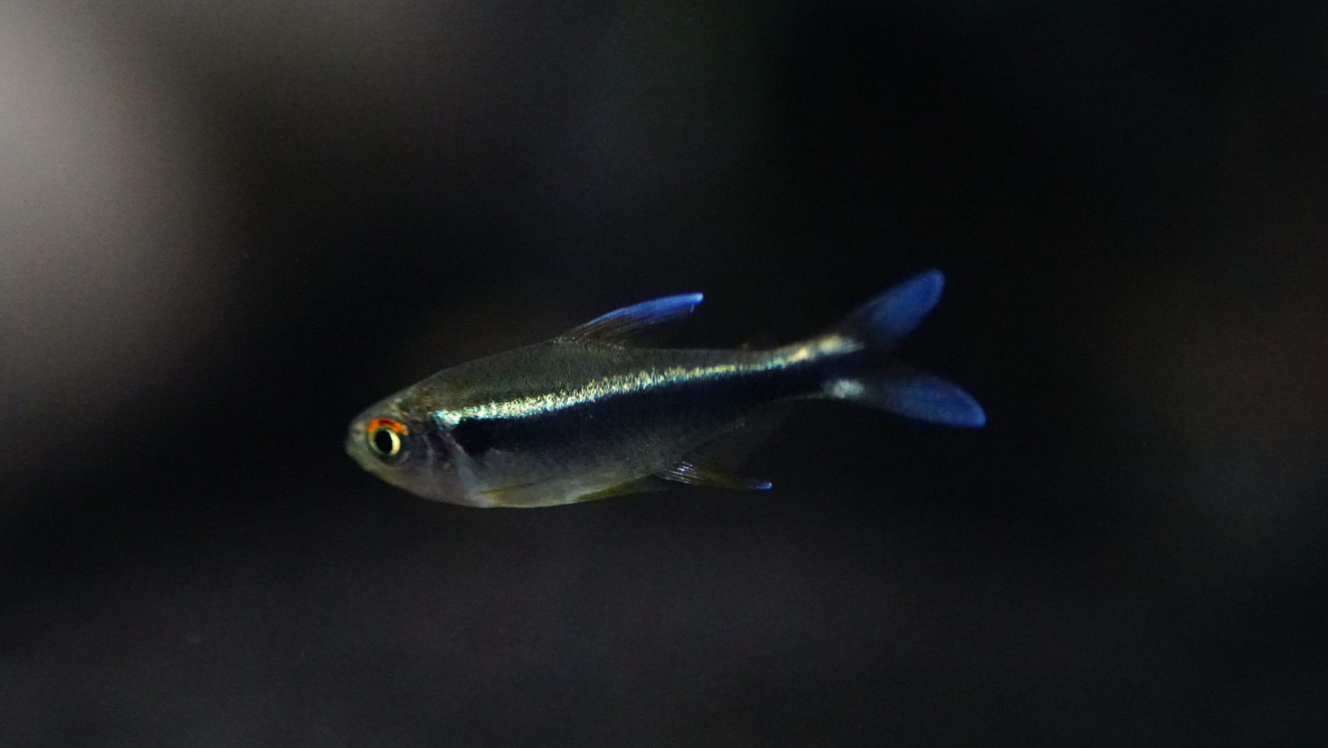 Hyphessobrycon Herbertaxelrodi - Schwarzer Neonsalmler