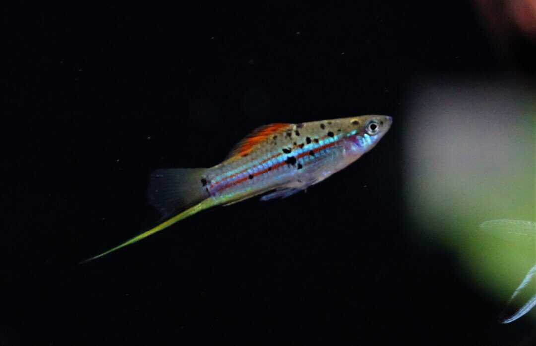 Xiphophorus hellerii Rio Atoyac - Grüner Schwertträger