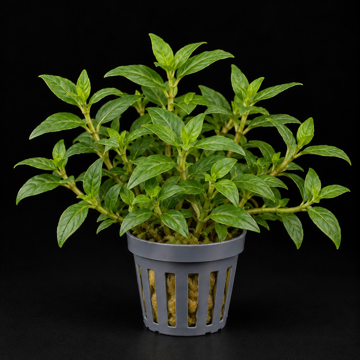 Staurogyne repens