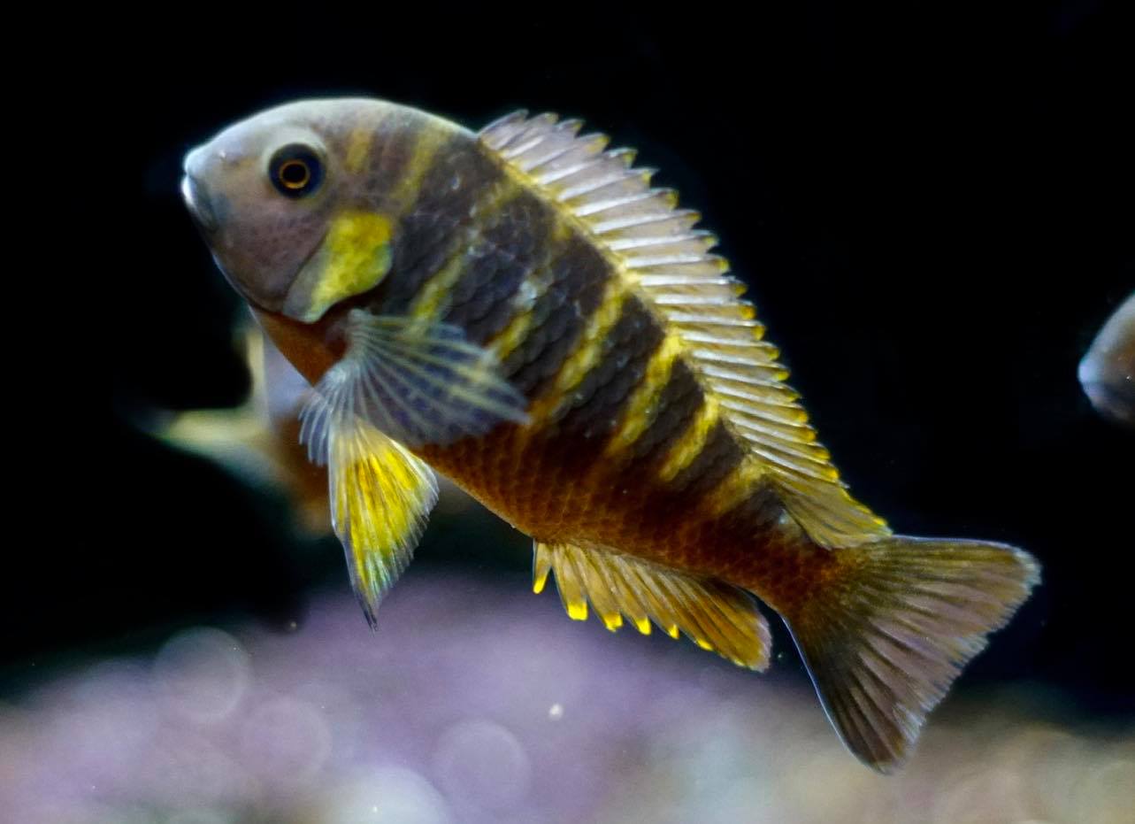 Tropheus Canary Cheek - Brabantbuntbarsch