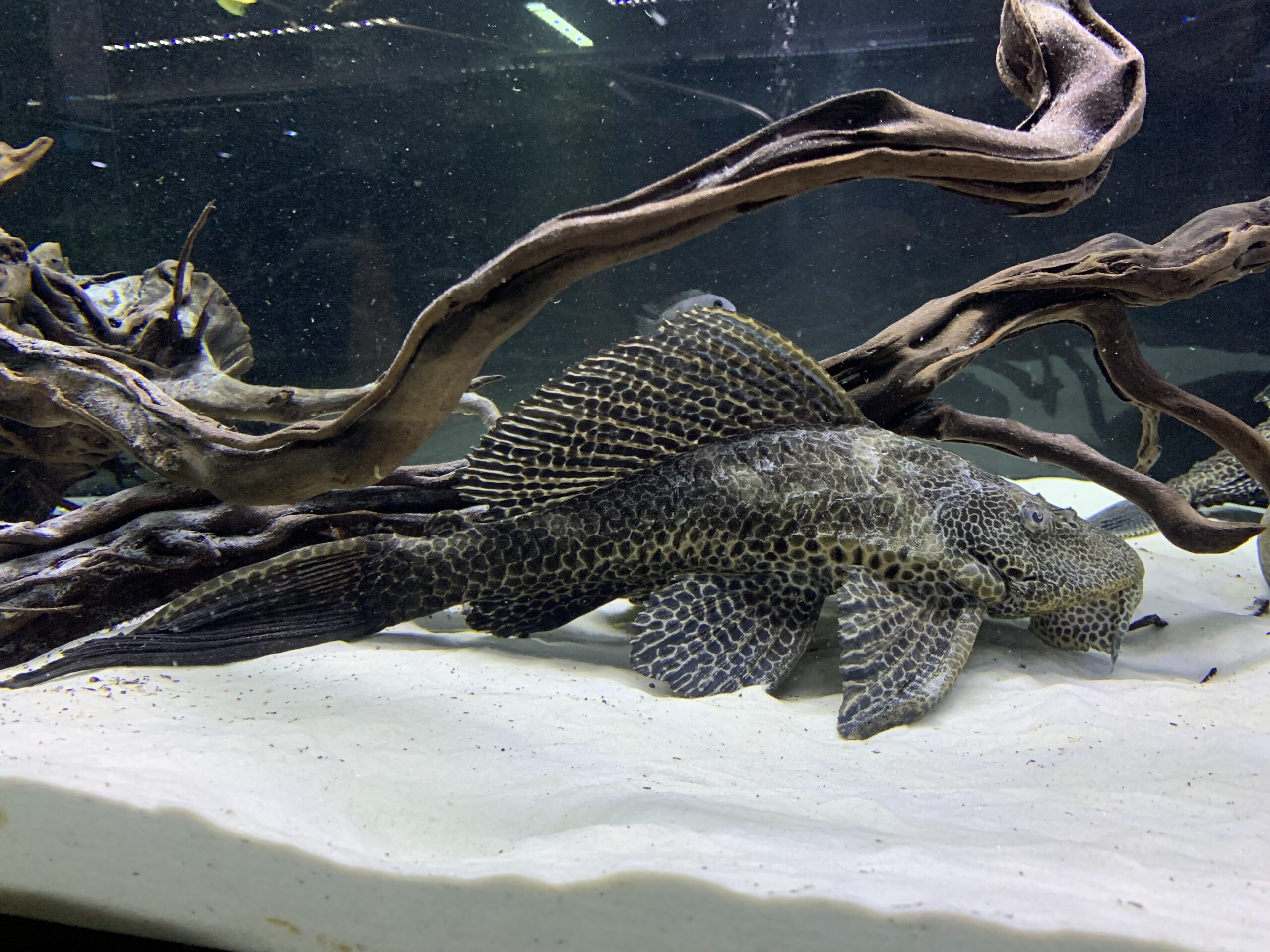 L165 Glyptoperichthys Gibbiceps - Wabenschilderwels 4-6cm – Bild 2