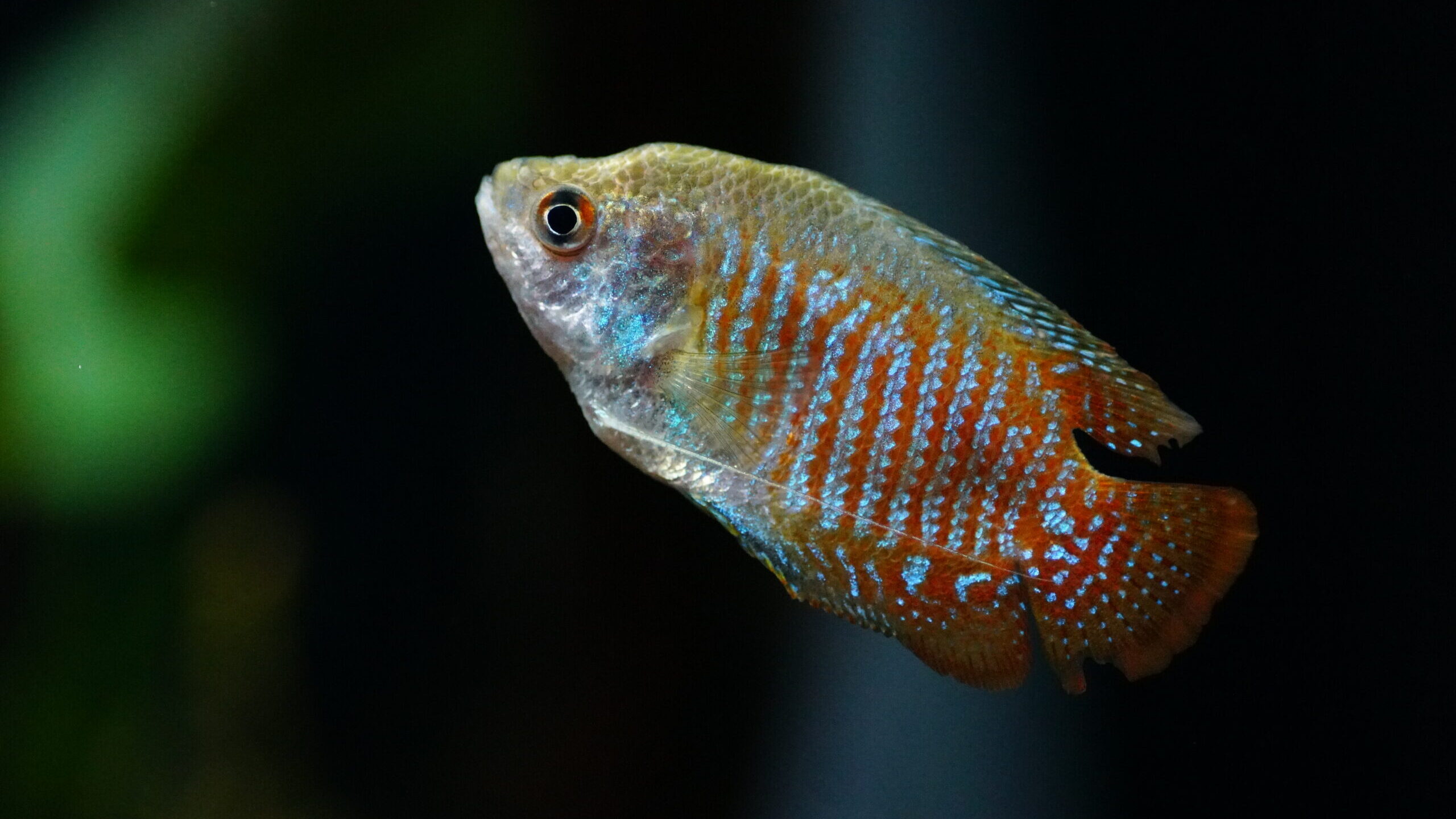 Trichogaster Lalius - Zwergfadenfisch