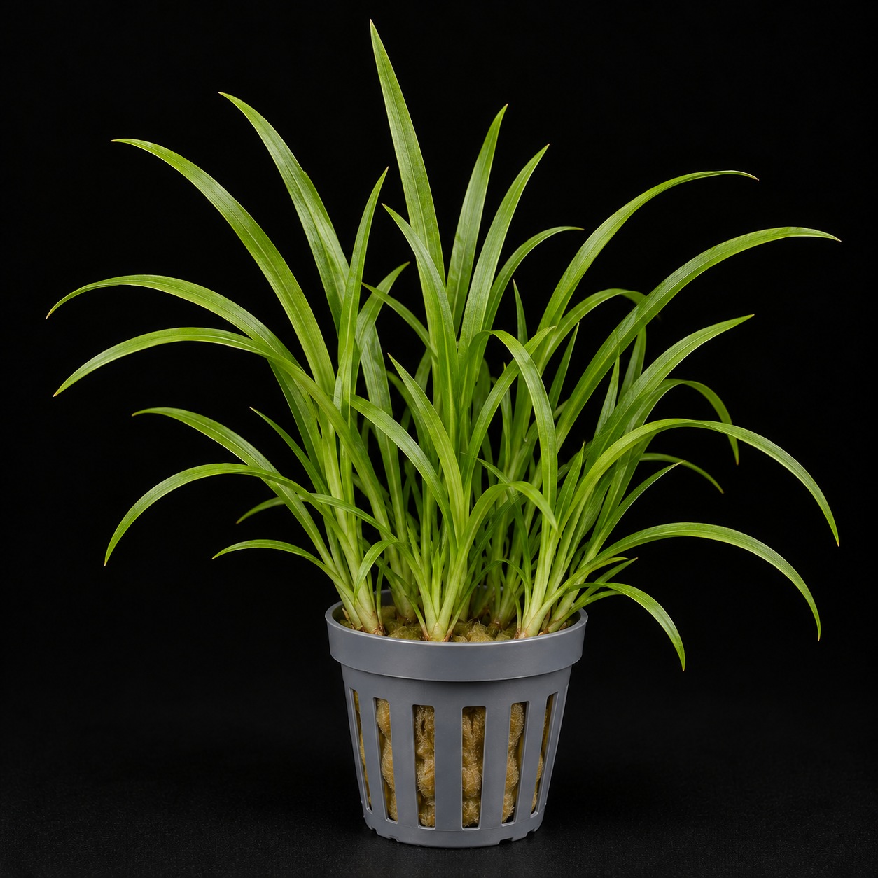 Helanthium tenellum