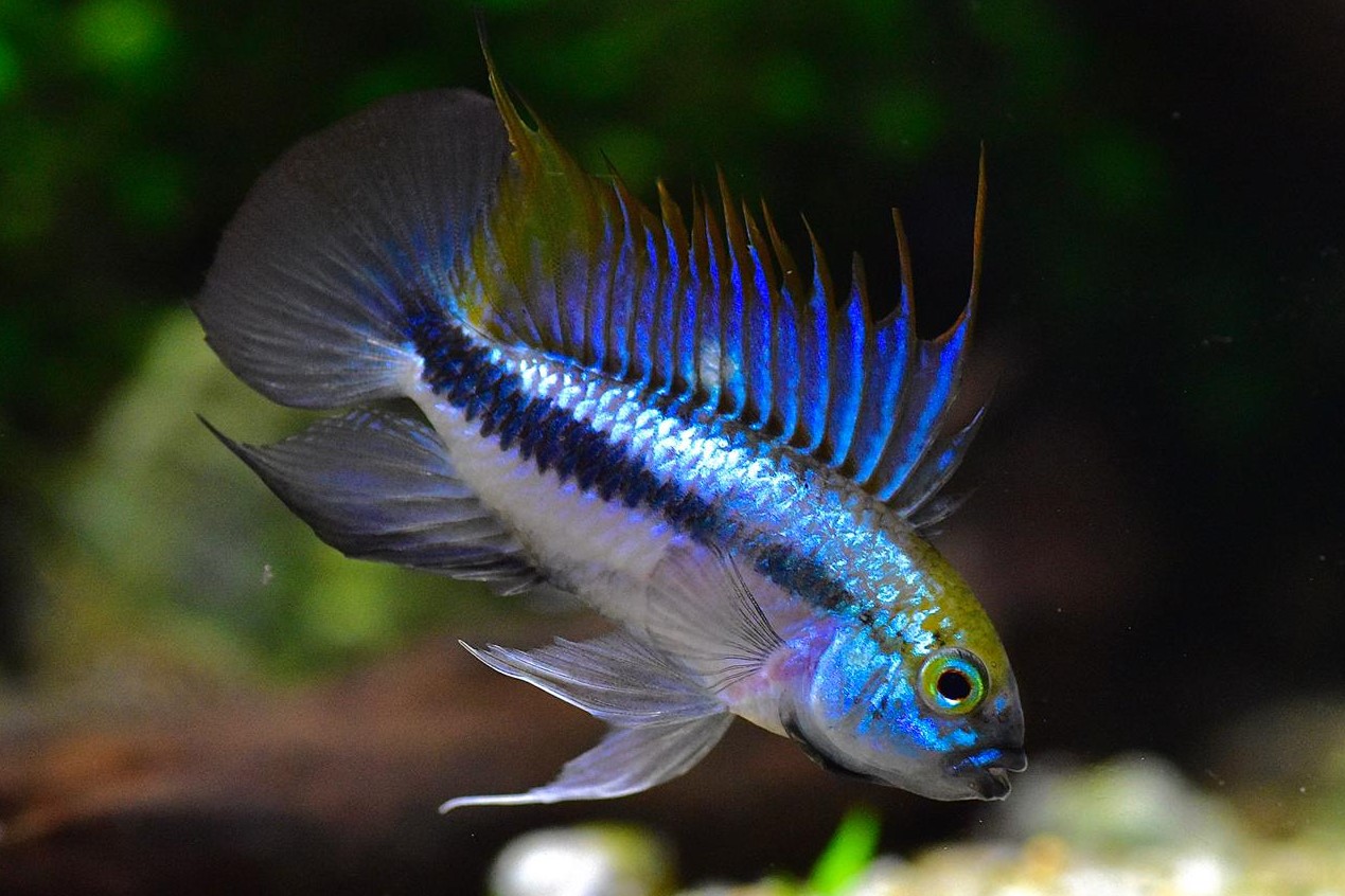 Apistogramma trifasciata - Dreistreifen Zwergbuntbarsch