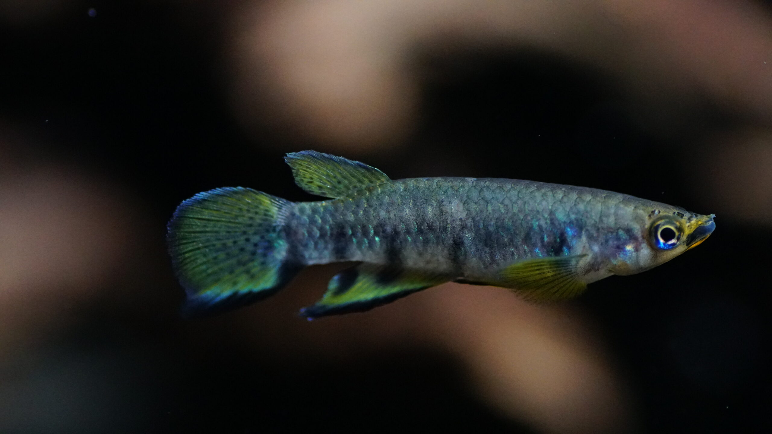 Epiplatys dageti monroviae - Monrovia-Hechtling – Bild 3