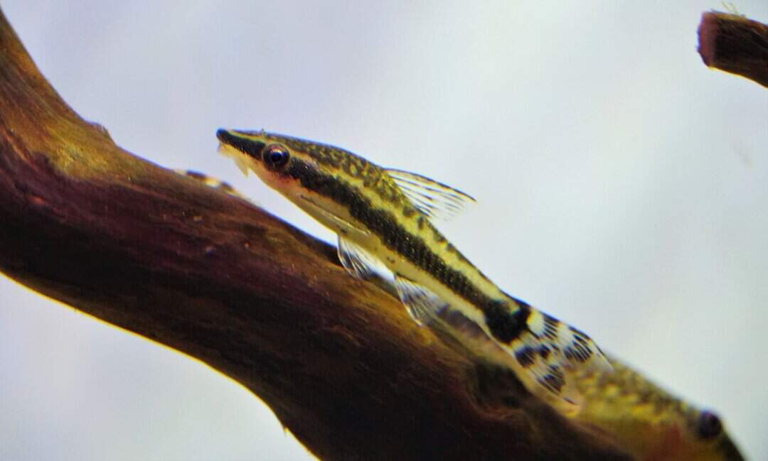 Otocinclus affinis - Ohrgitter-Harnischwels – Bild 4