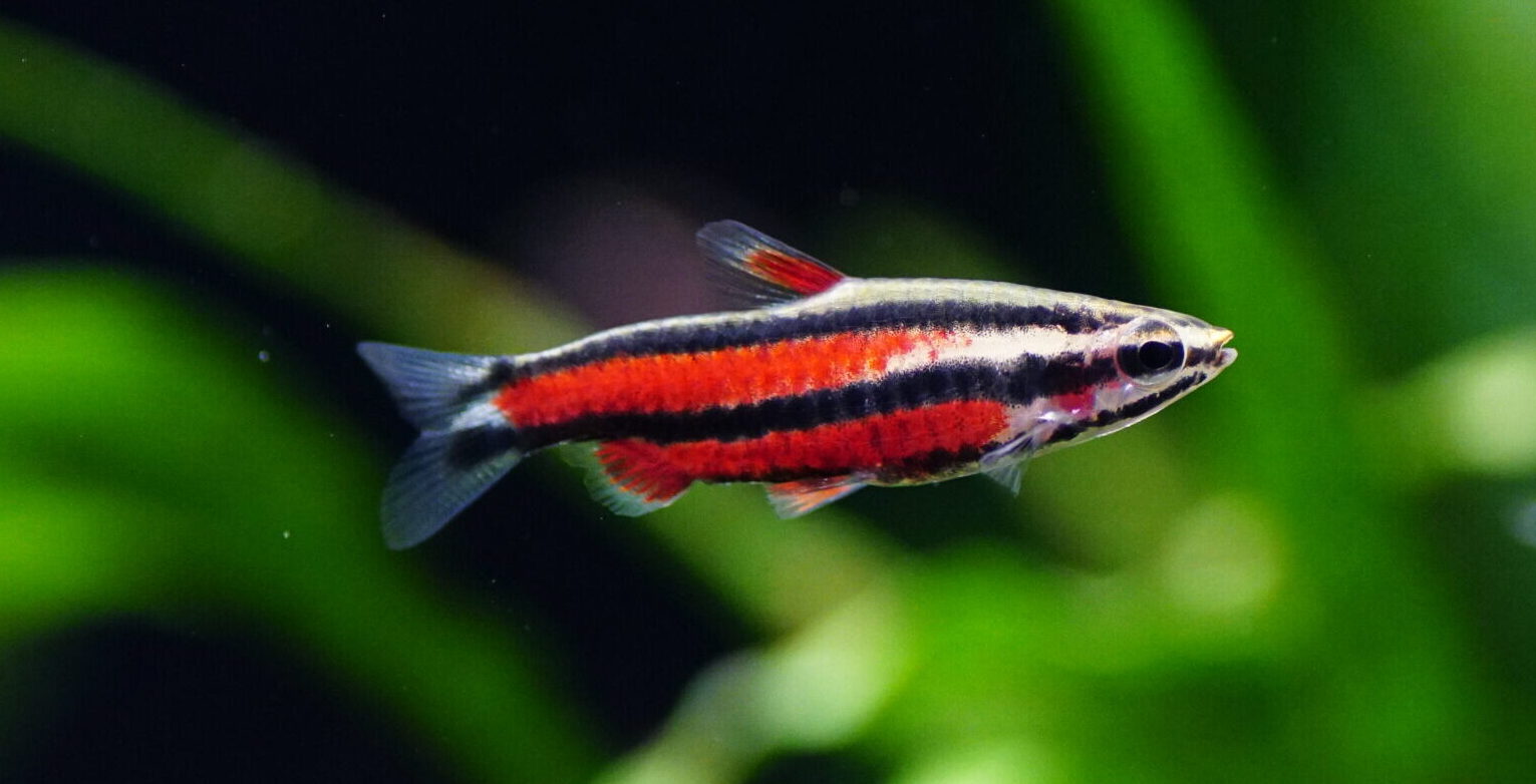 Nannostomus Rubrocaudatus - Purpur-Zwergziersalmler
