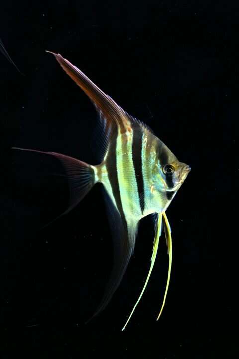 Pterophyllum altum – Hoher Segelflosser / Altum Skalar – Bild 2