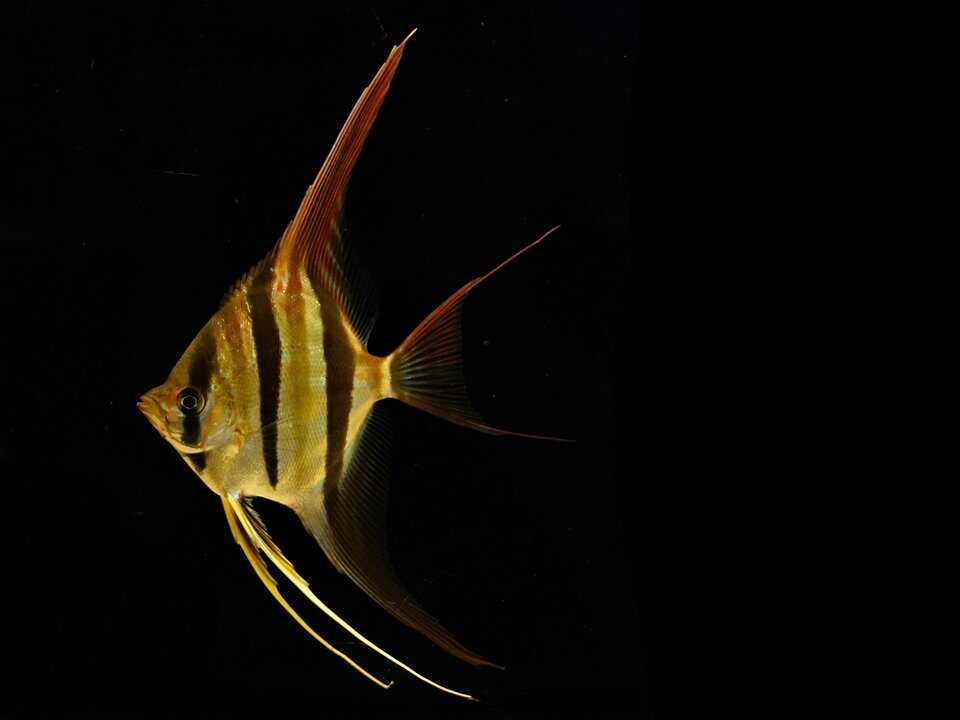 Pterophyllum altum – Hoher Segelflosser / Altum Skalar