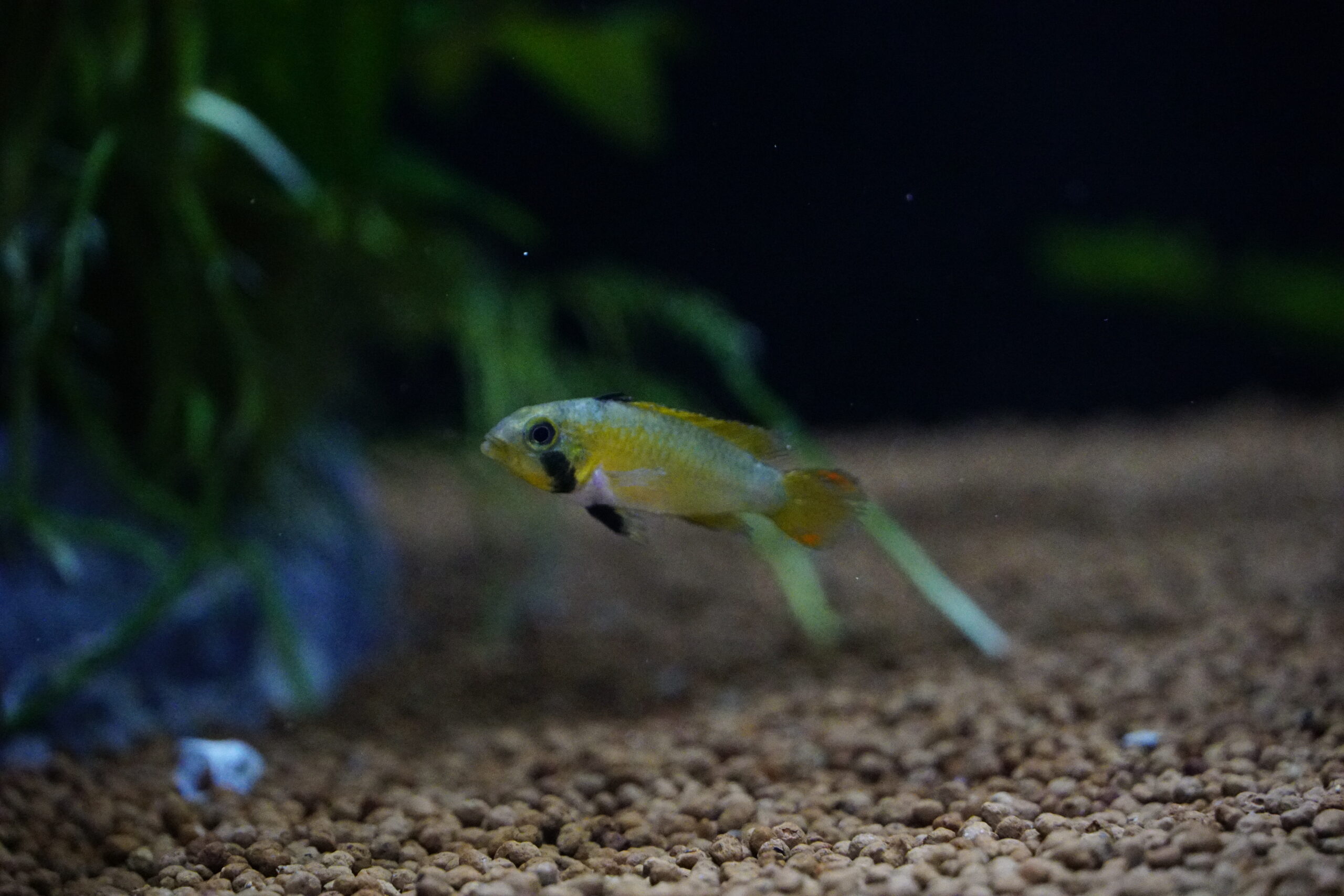 Apistogramma Panduro -Panduros Zwergbuntbarsch – Bild 3