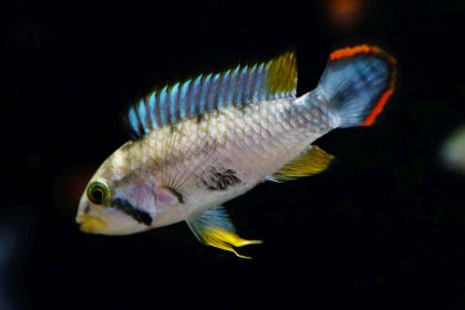 Apistogramma Panduro -Panduros Zwergbuntbarsch