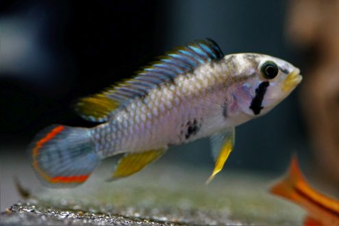 Apistogramma Panduro -Panduros Zwergbuntbarsch – Bild 2