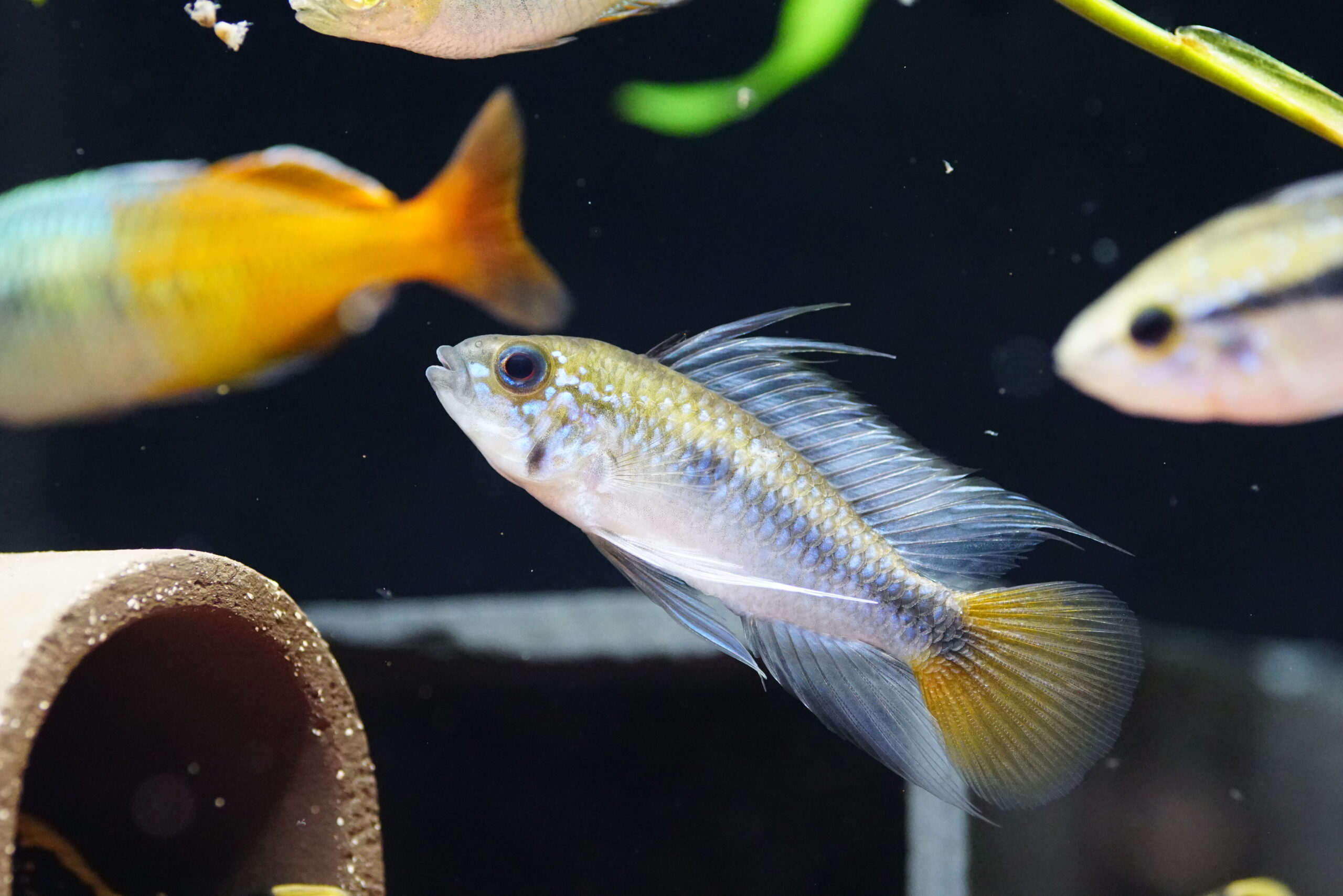 Apistogramma sp. Rio Mamore - Erythrura Zwergbuntbarsch