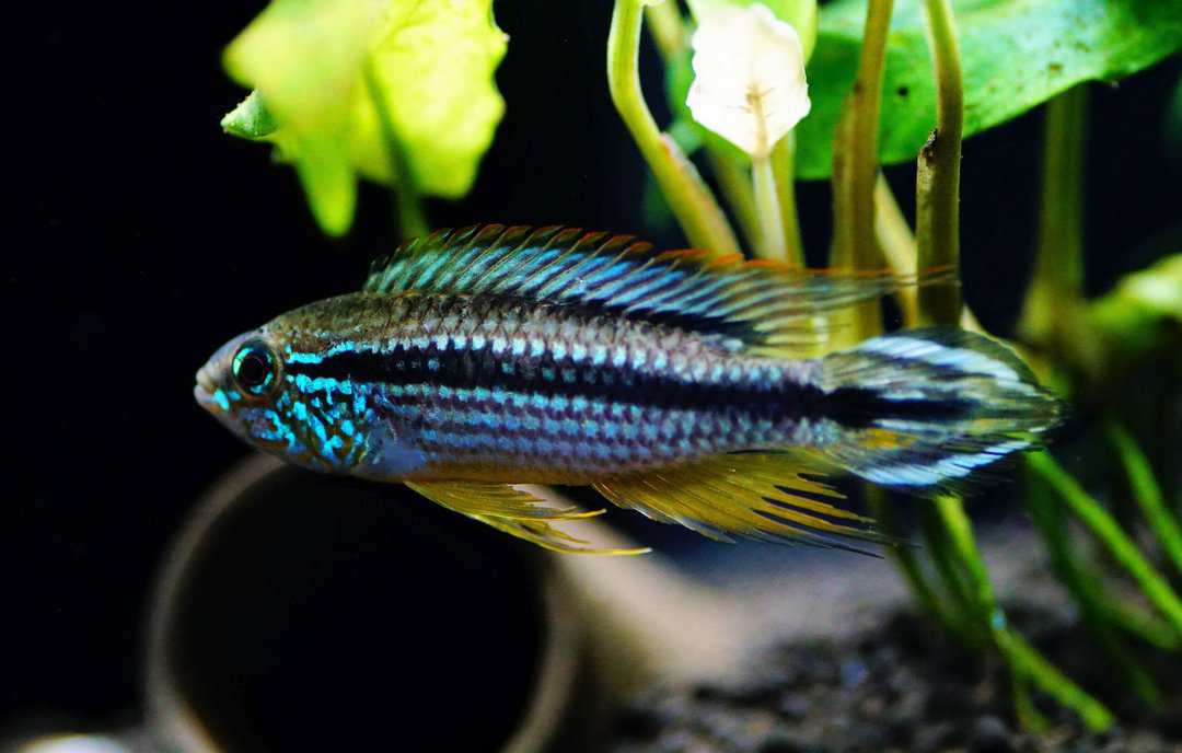 Apistogramma Agassizii Tefe - Agassiz Zwergbuntbarsch