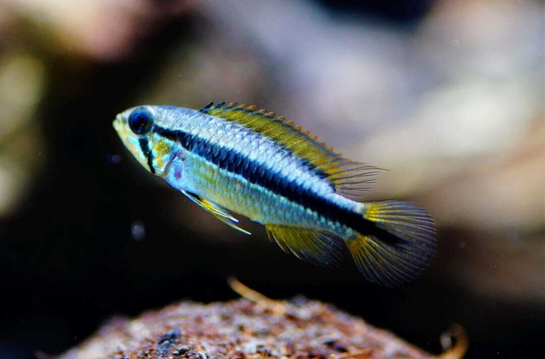 Apistogramma Agassizii Tefe - Agassiz Zwergbuntbarsch – Bild 2