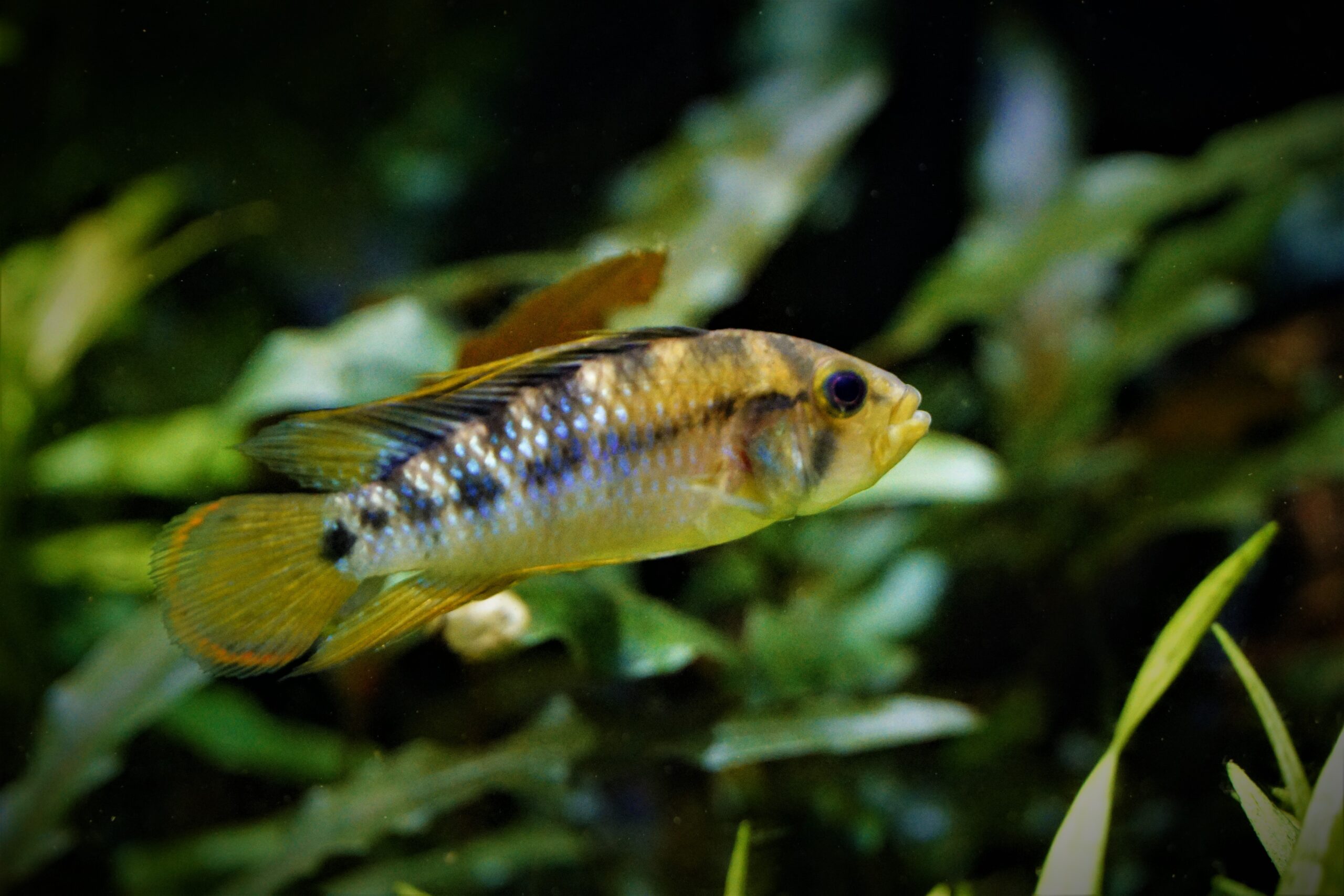 Apistogramma Baenchi Inka - Inka Zwergbuntbarsch – Bild 2