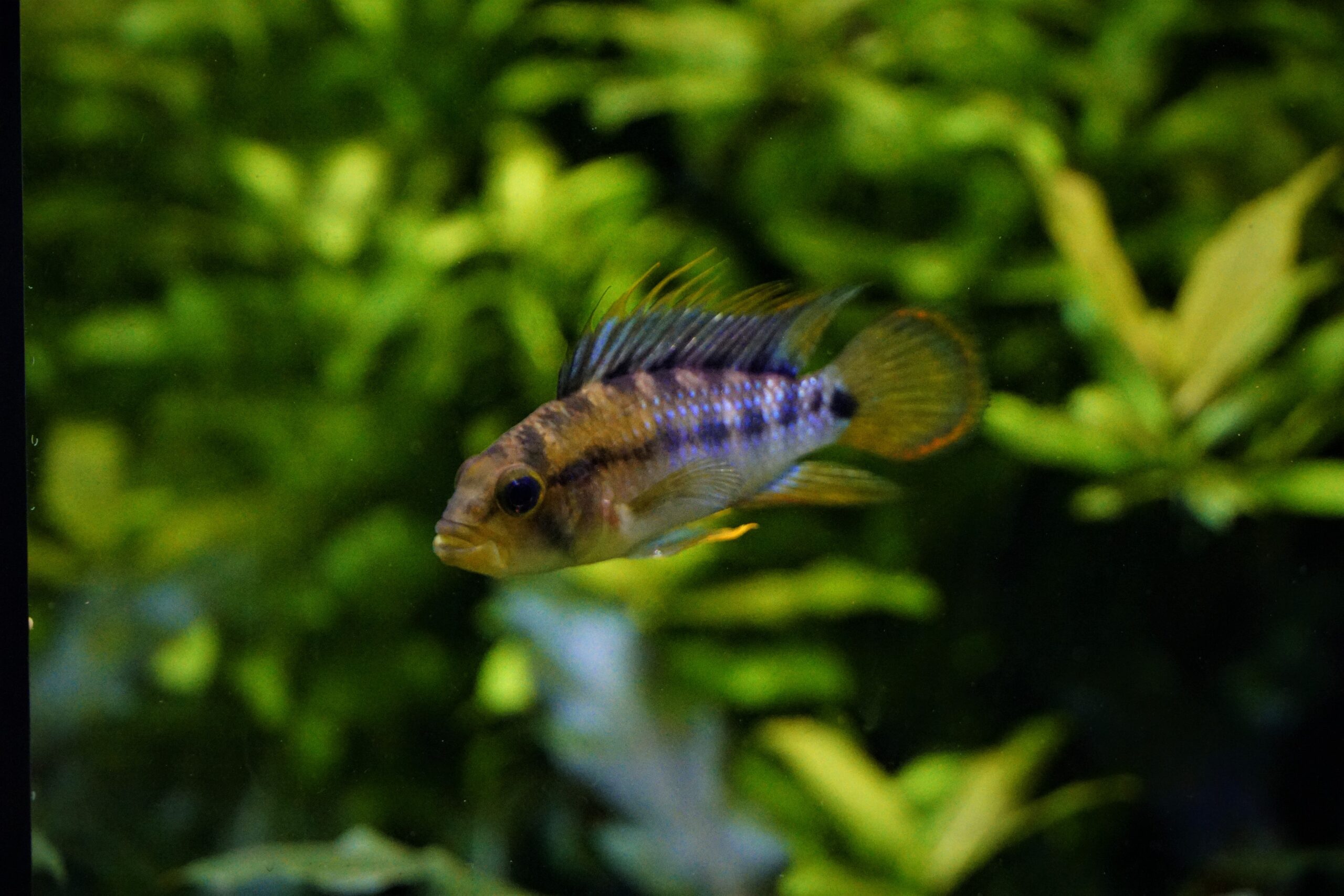 Apistogramma Baenchi Inka - Inka Zwergbuntbarsch