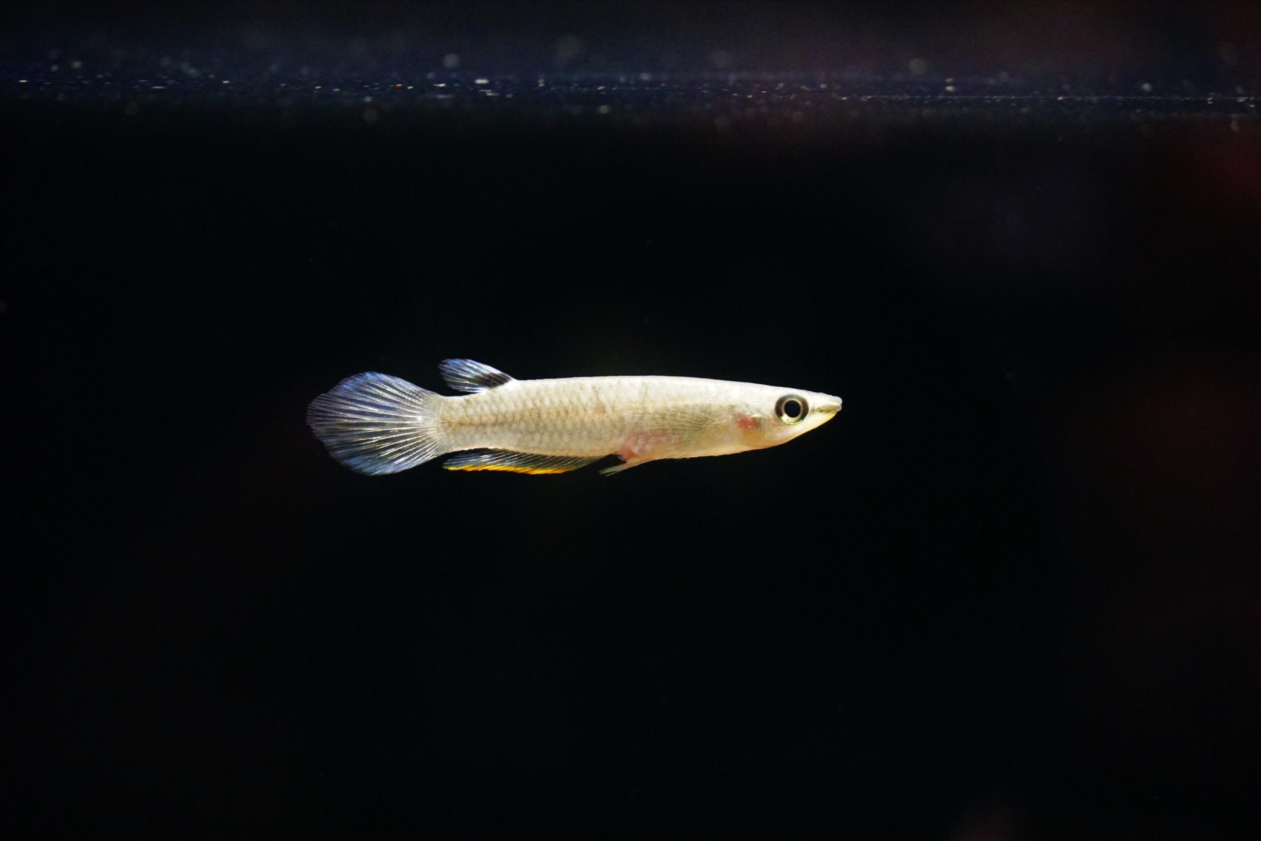 Aplocheilus panchax - Gemeiner Hechtling