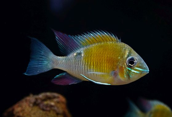Schwanzstreifenbuntbarsch