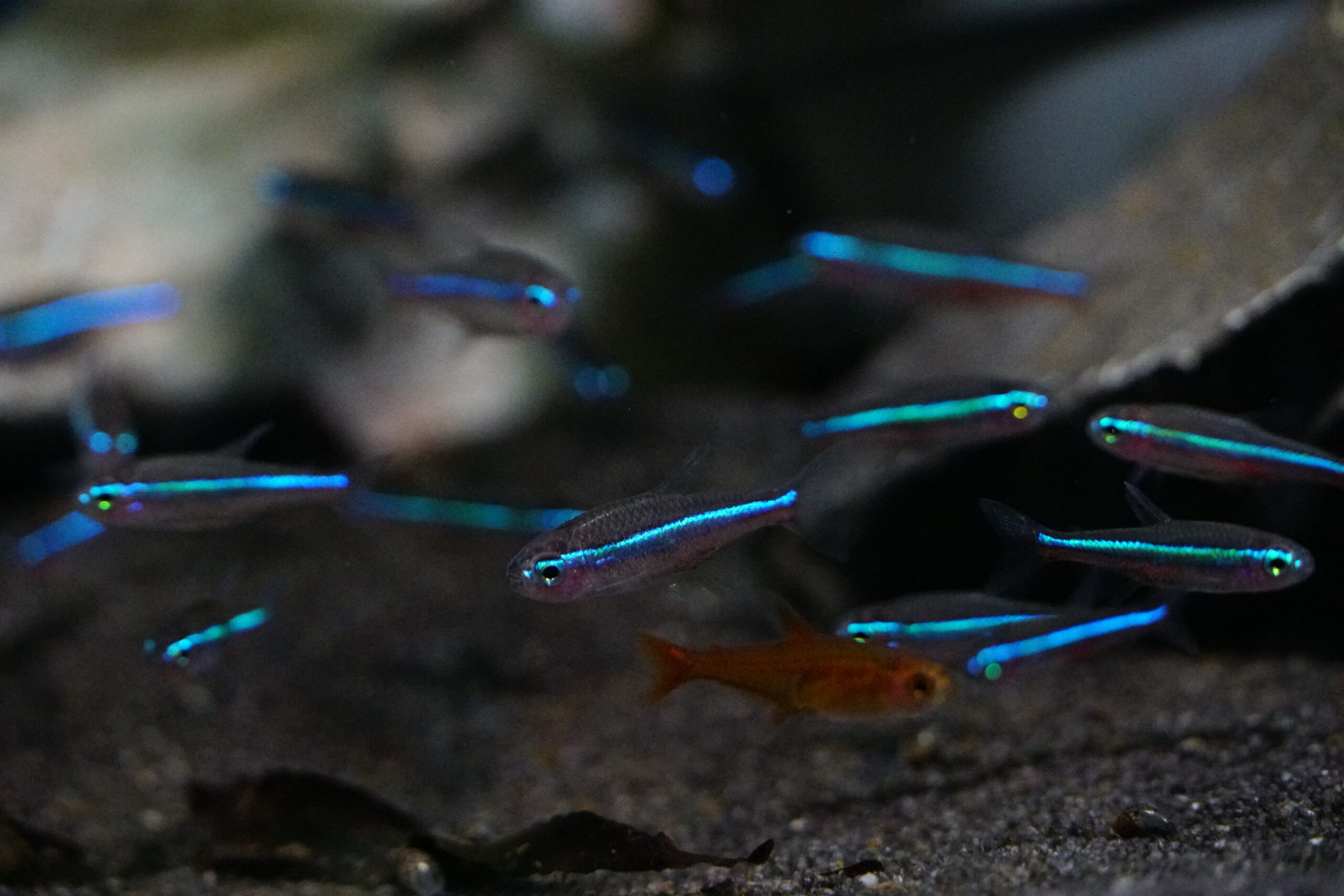 Paracheirodon Simulans - Blauer Neon
