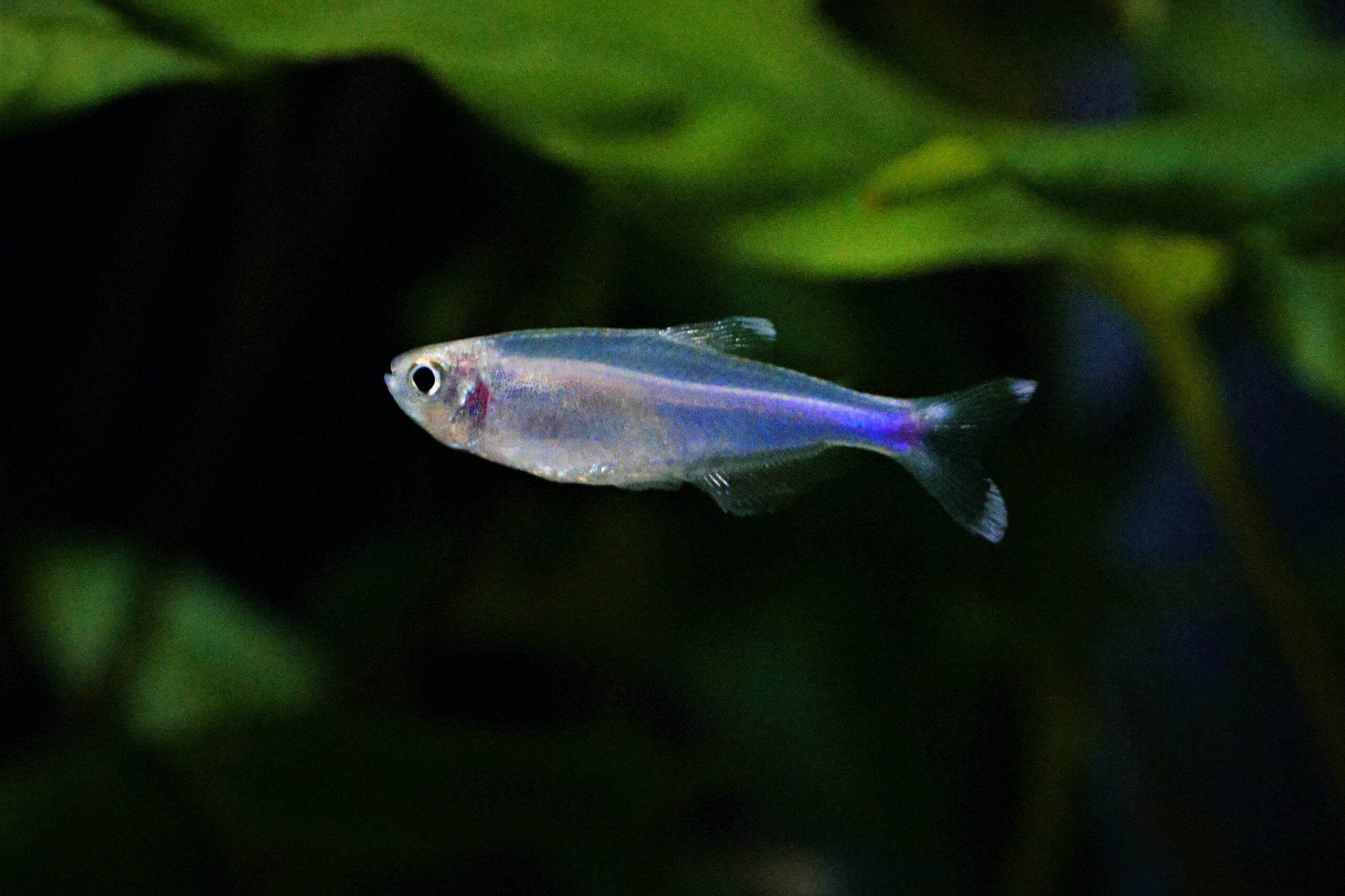 Boehlkea Fredcochui - Blauer Perusalmler