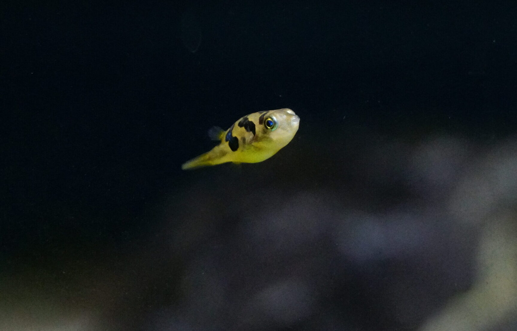 Carinotetradon travancoricus - Erbsenkugelfisch
