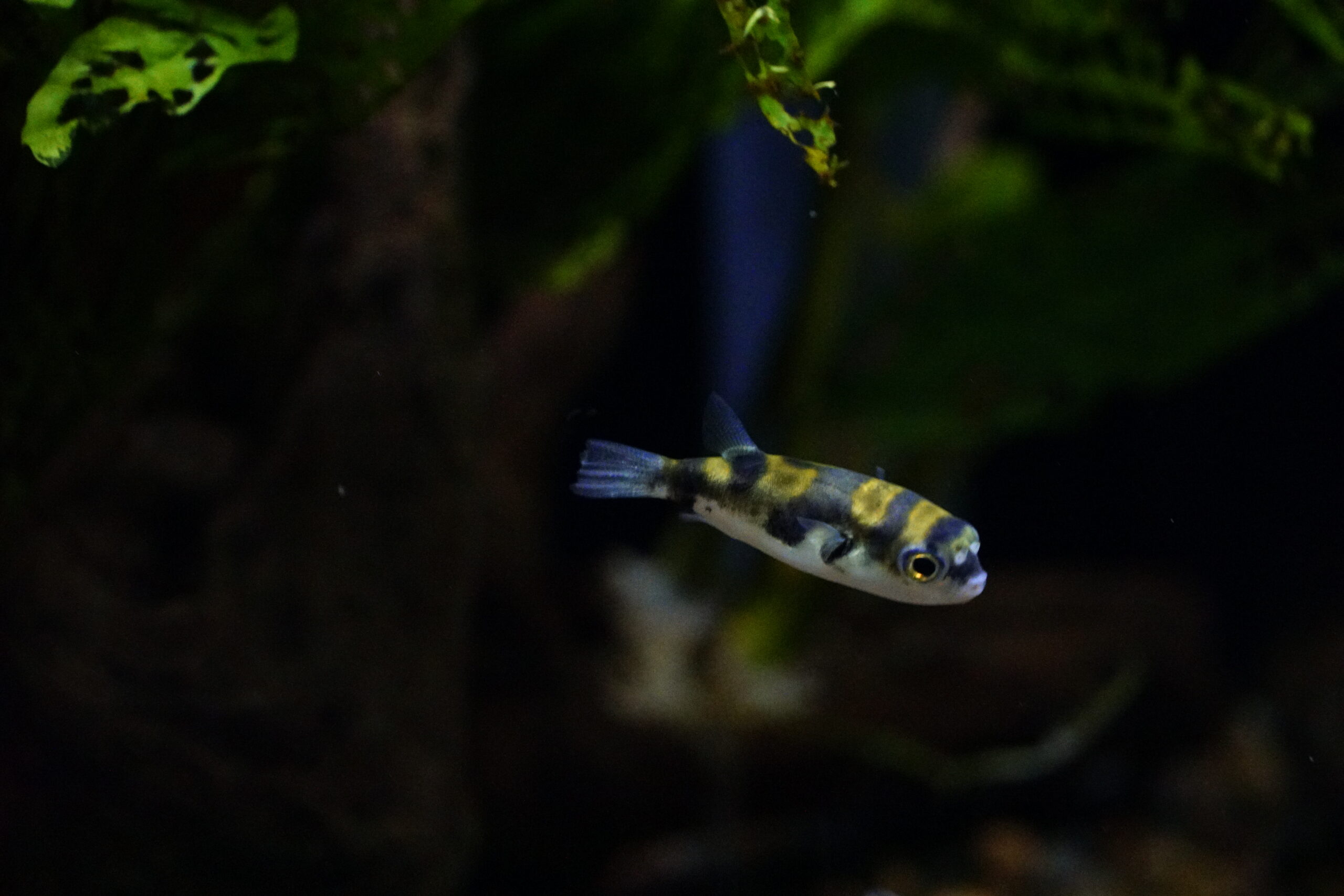 Colomesus asellus - Asselkugelfisch