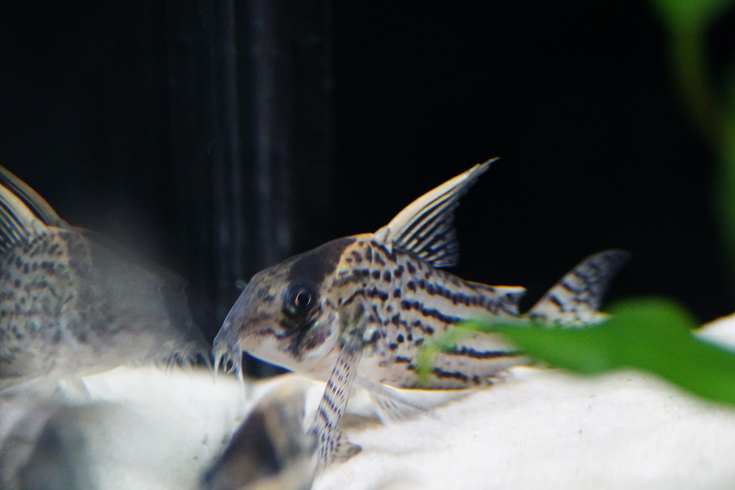 CW28 - Corydoras sp. super Schwartzi Highfin - Super Schwartz Panzerwels