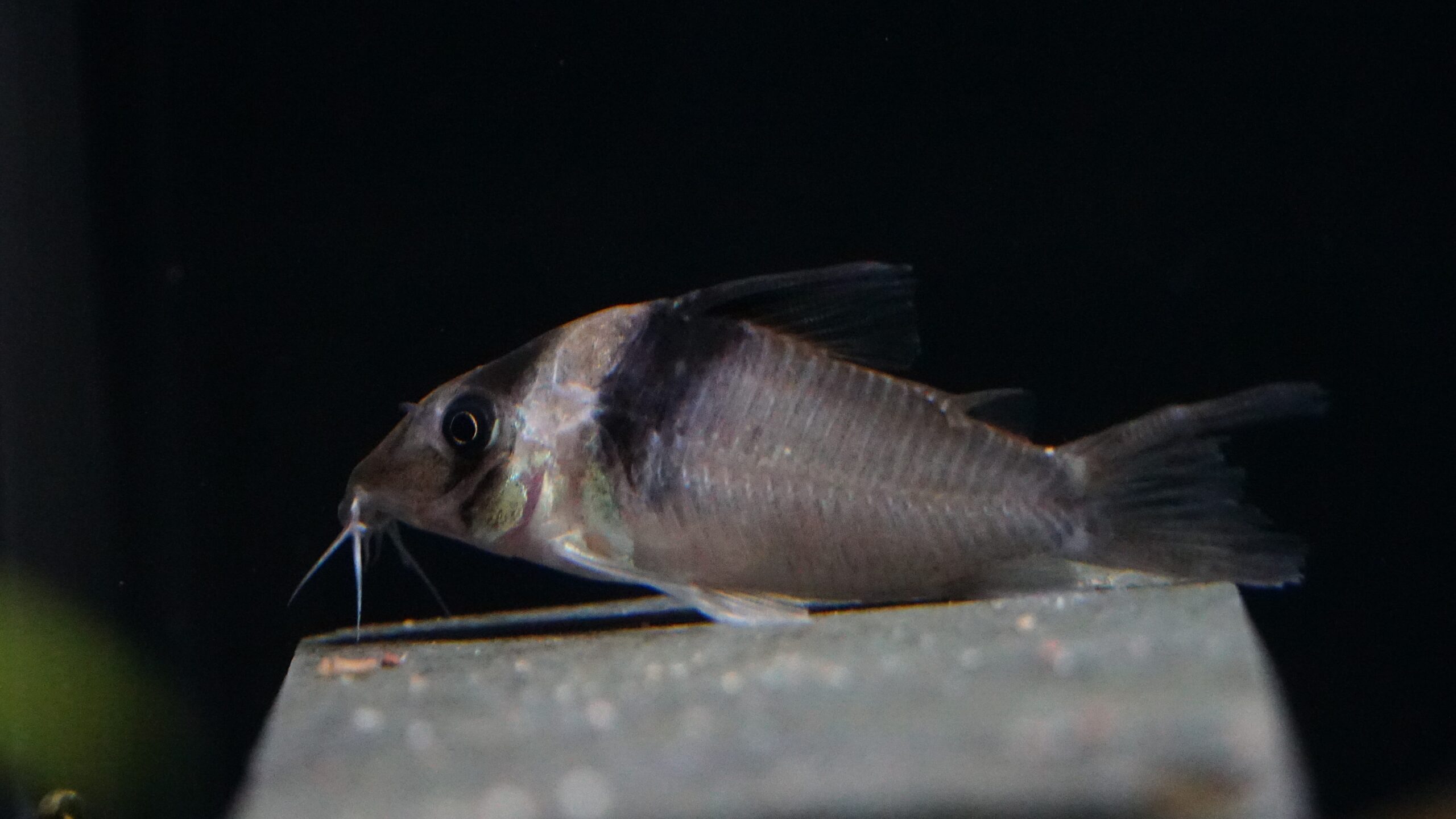 Corydoras virginiae - Miguelito Panzerwels – Bild 3