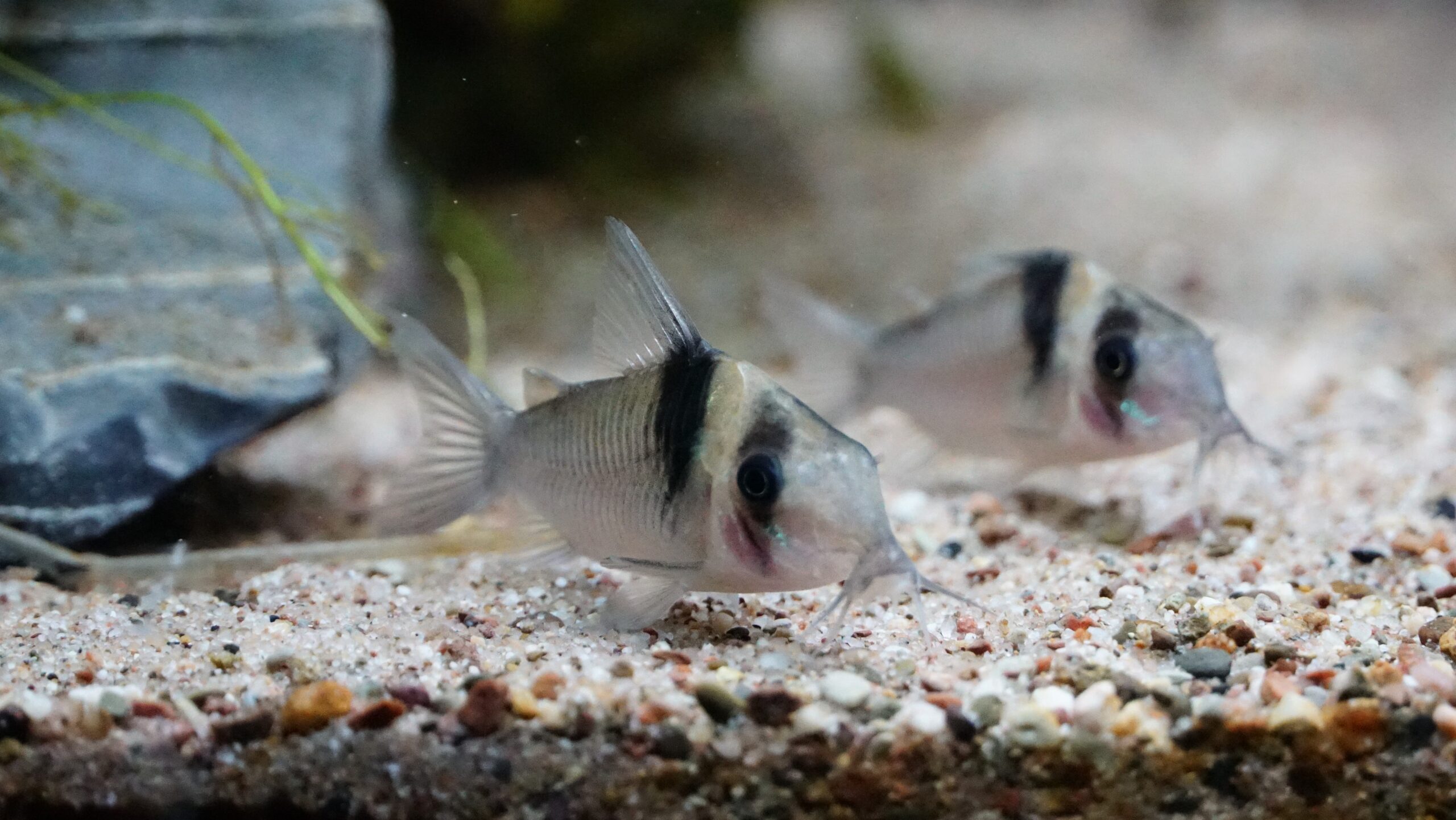 Corydoras virginiae - Miguelito Panzerwels