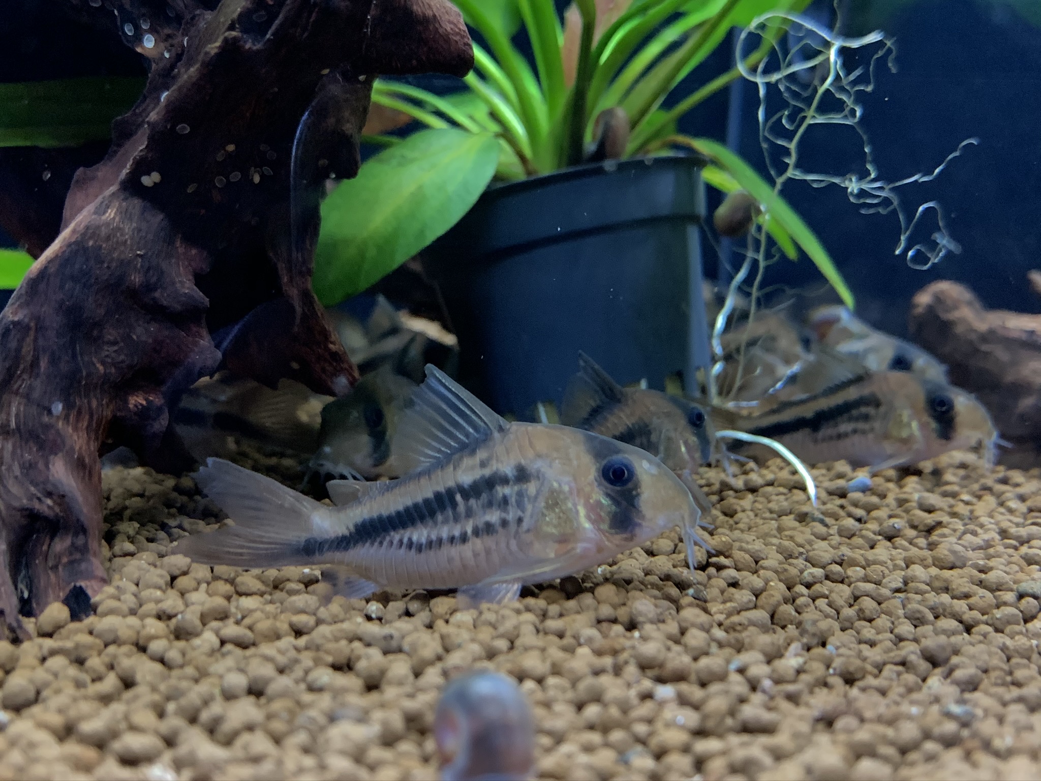 Corydoras axelrodi - Axelrods Panzerwels
