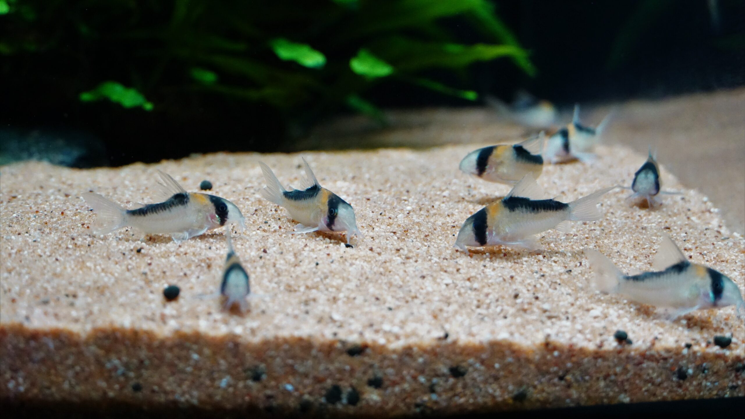 Corydoras Duplicareus - Duplikat Panzerwels – Bild 2