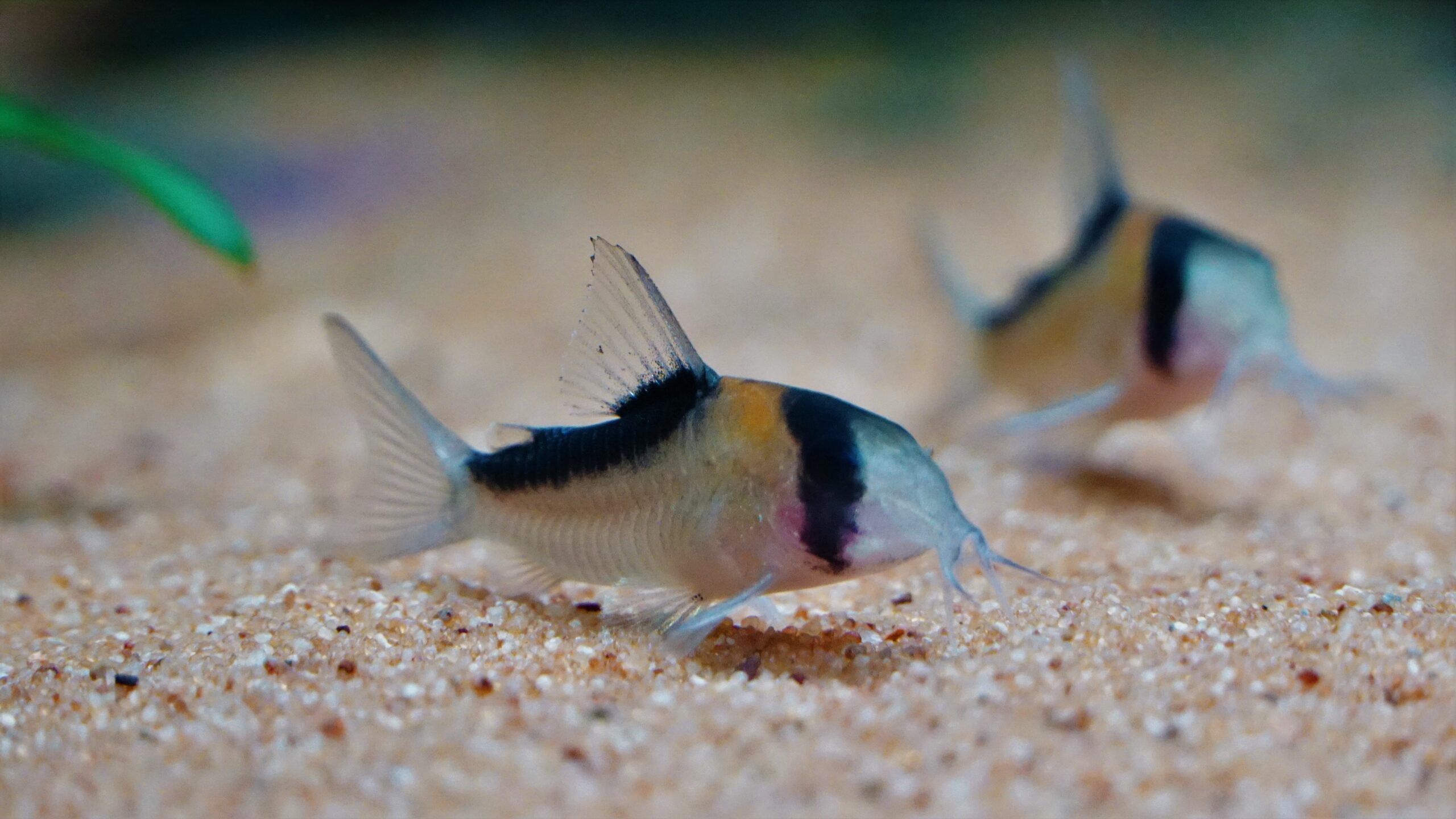 Corydoras Duplicareus - Duplikat Panzerwels