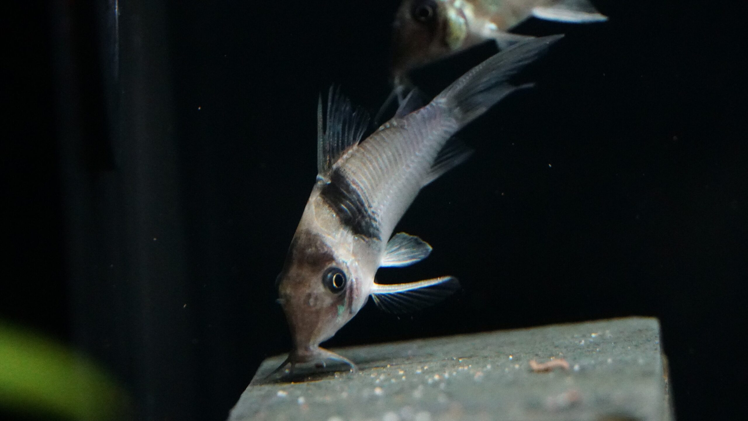 Corydoras virginiae - Miguelito Panzerwels – Bild 2