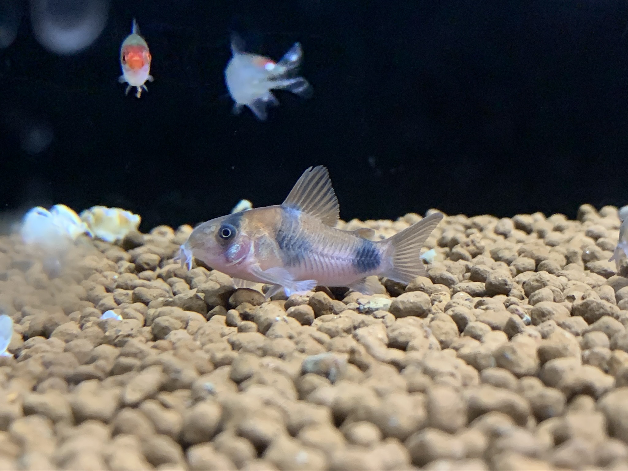 Corydoras weitzmani - Weitzmans Panzerwels