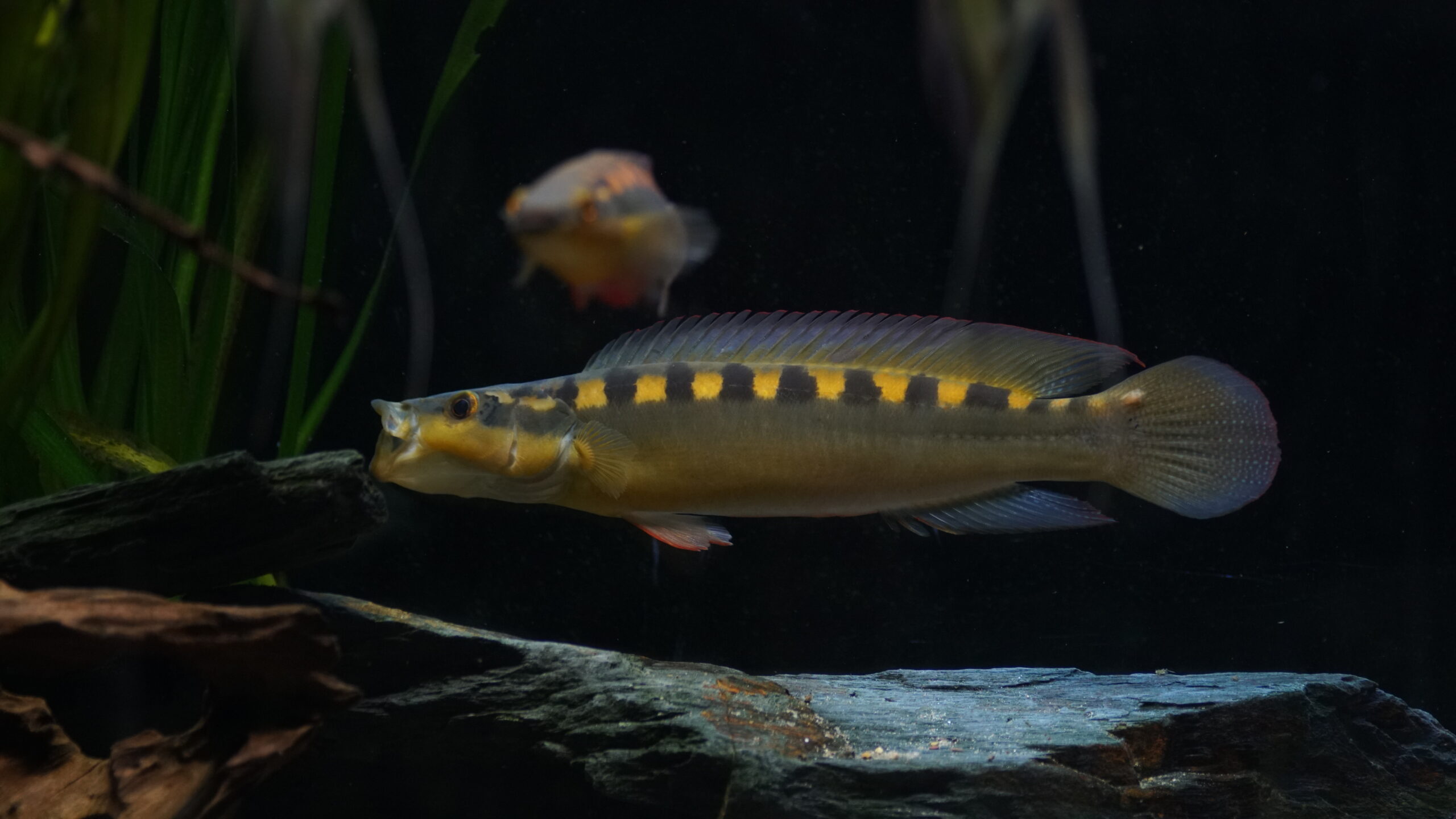 Crenicichla Acutirostris - Spitzmaul-Hechtbuntbarsch