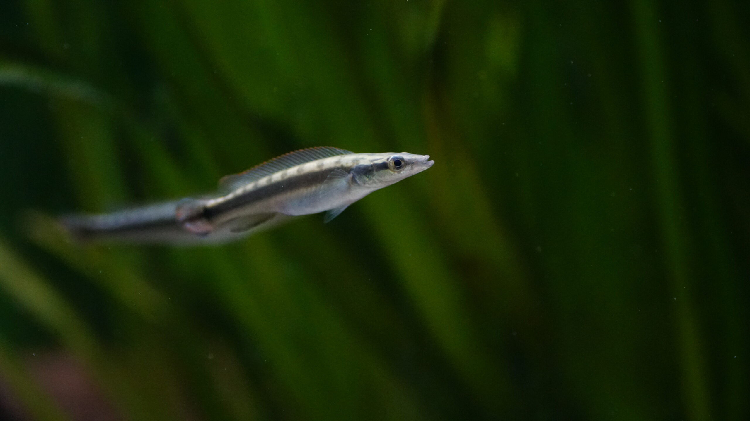 Crenicichla Acutirostris - Spitzmaul-Hechtbuntbarsch – Bild 2