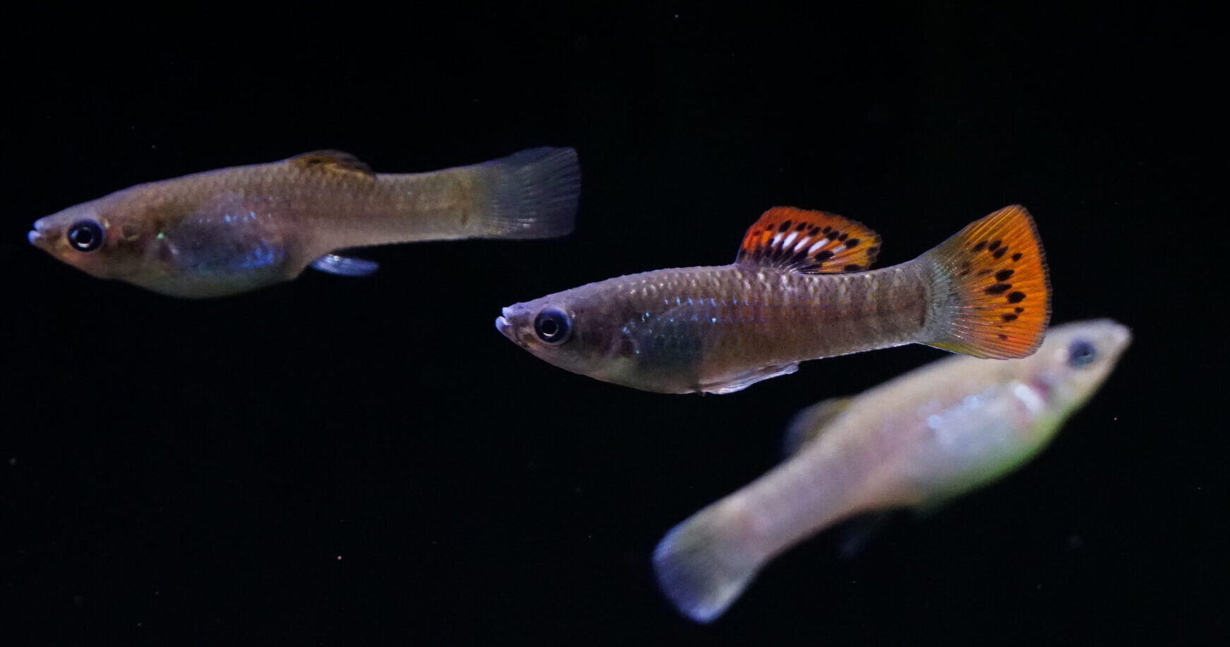 Poecilia salvatoris - Liberty Molly