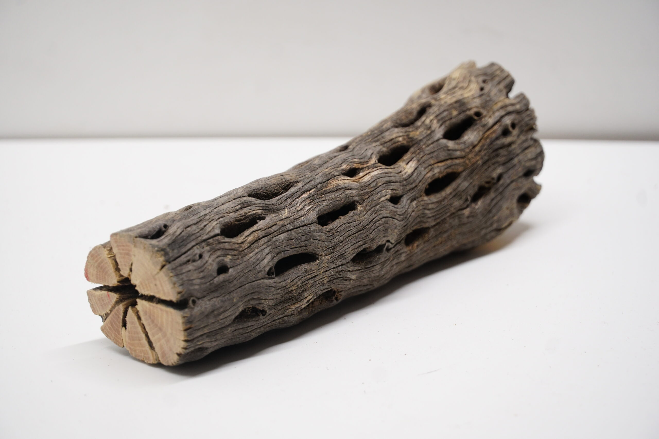 Vukaholz Cholla Cactus Wood 4cm x 14-15cm