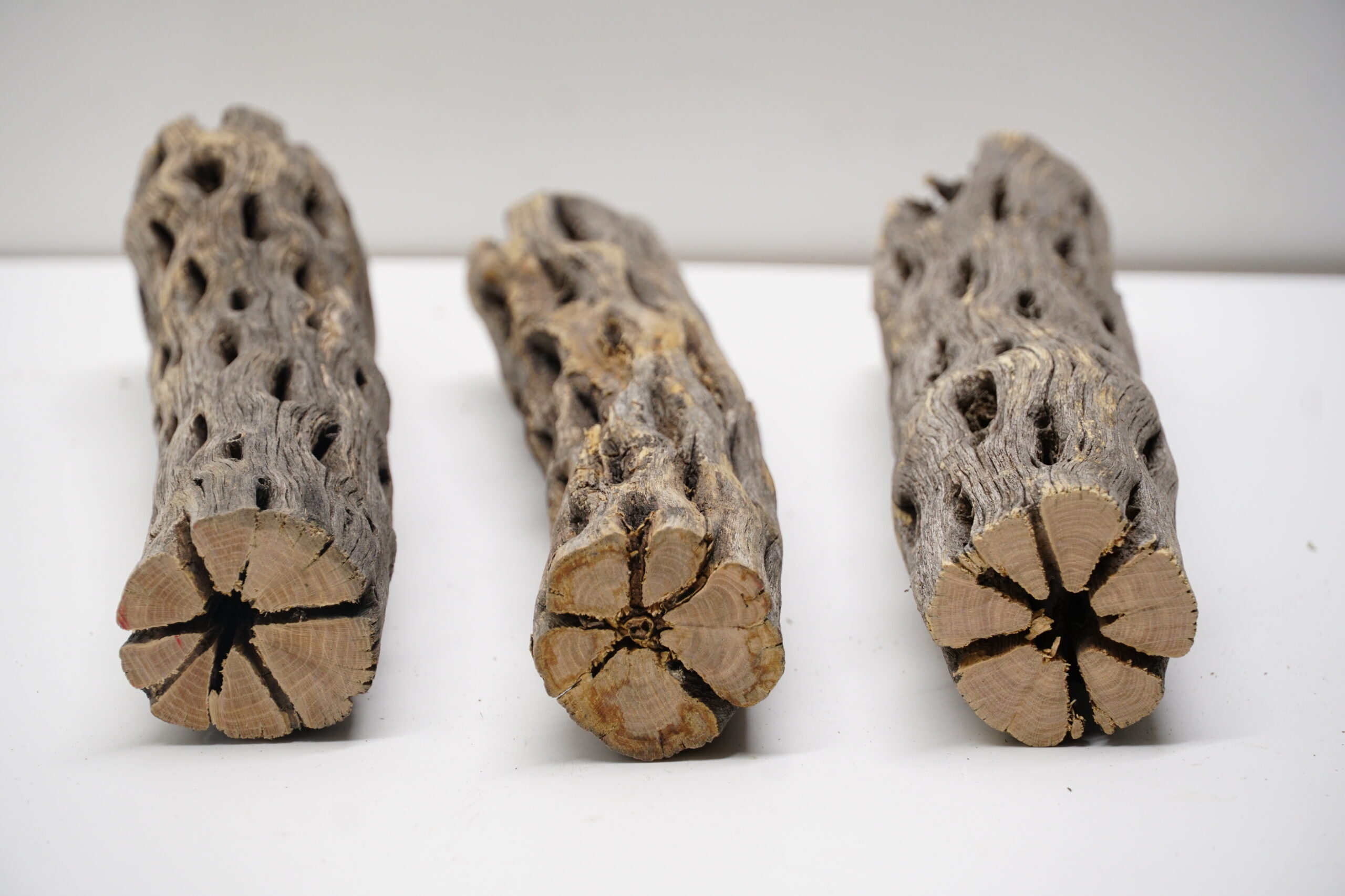 Vukaholz Cholla Cactus Wood 4cm x 14-15cm – Bild 2